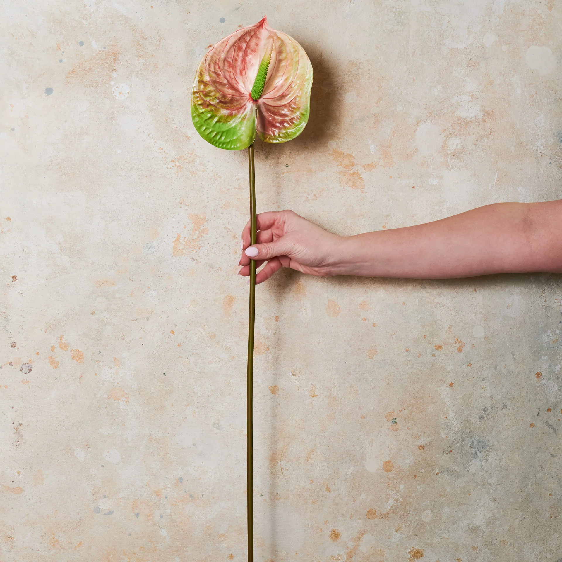 Anthurium Real Touch Flower Stem - Image 5