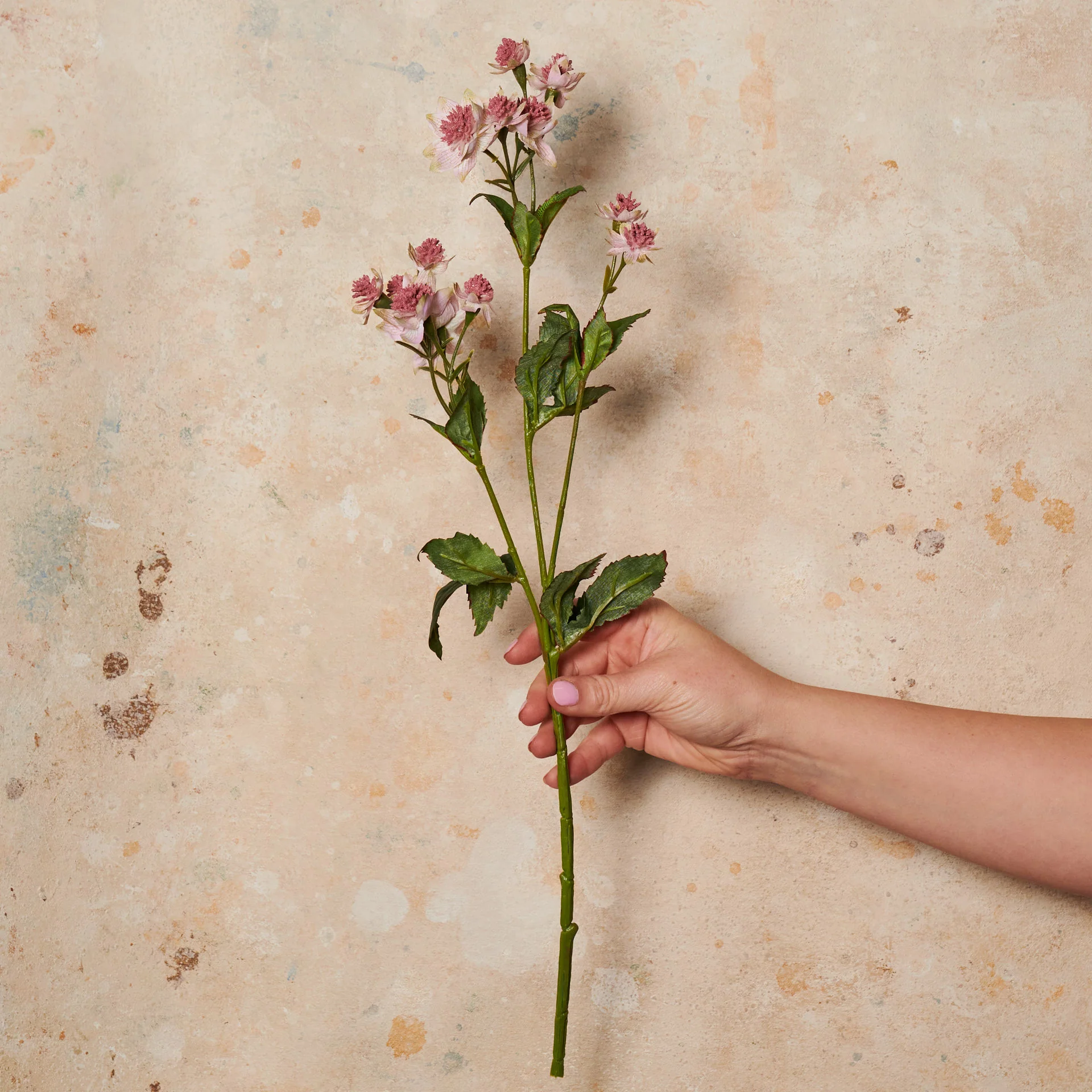 Astrantia Real Touch Flower Stem - Image 3