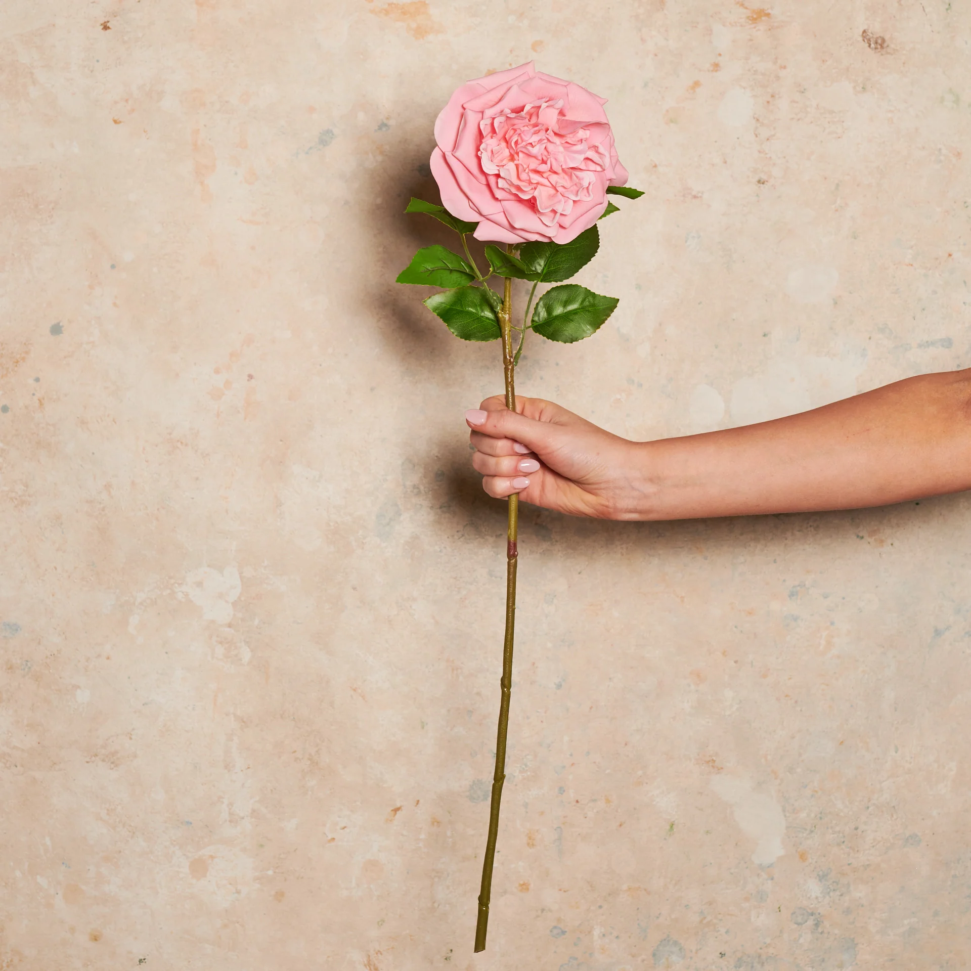 Austin Rose Real Touch Flower Stem - Image 15