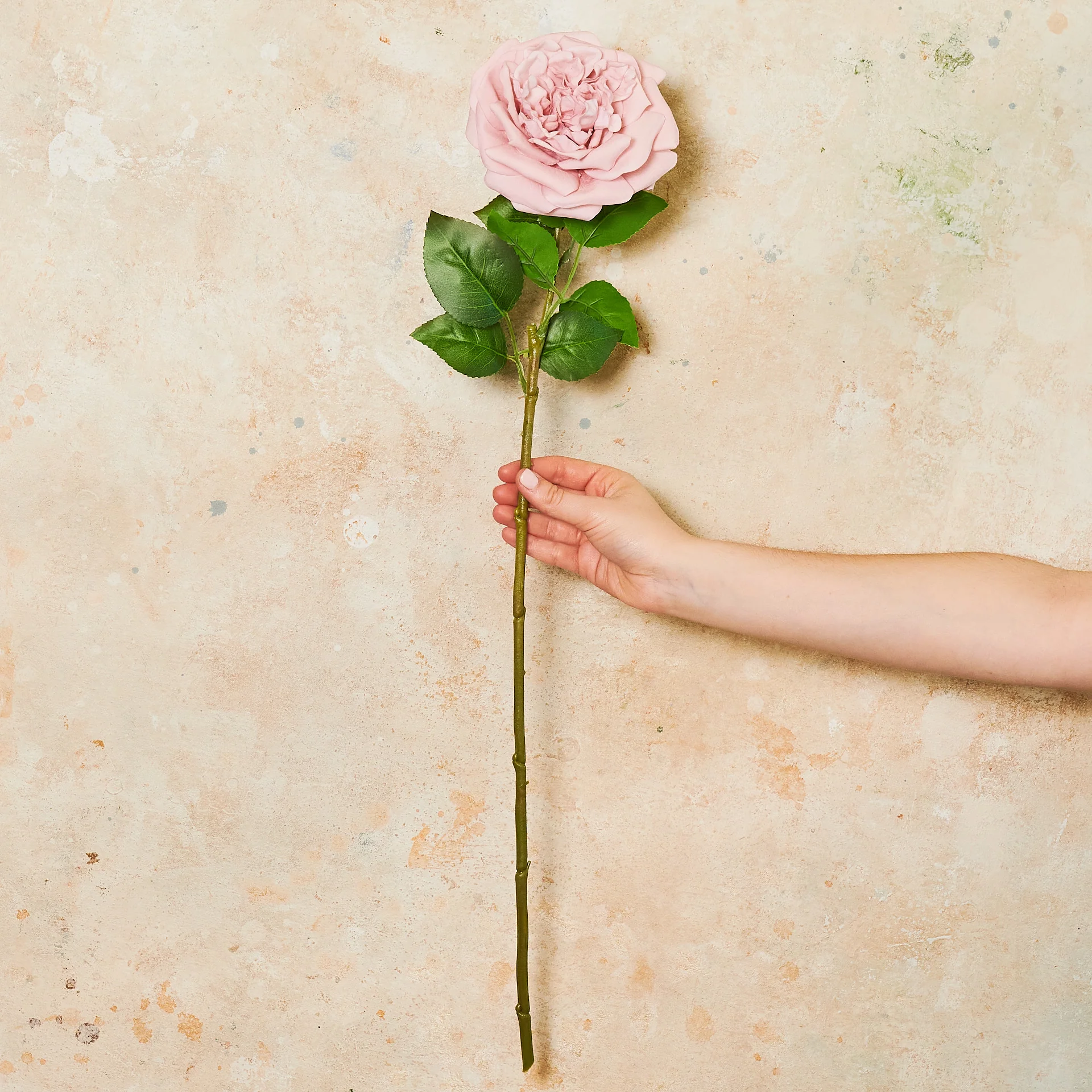 Austin Rose Real Touch Flower Stem - Image 5