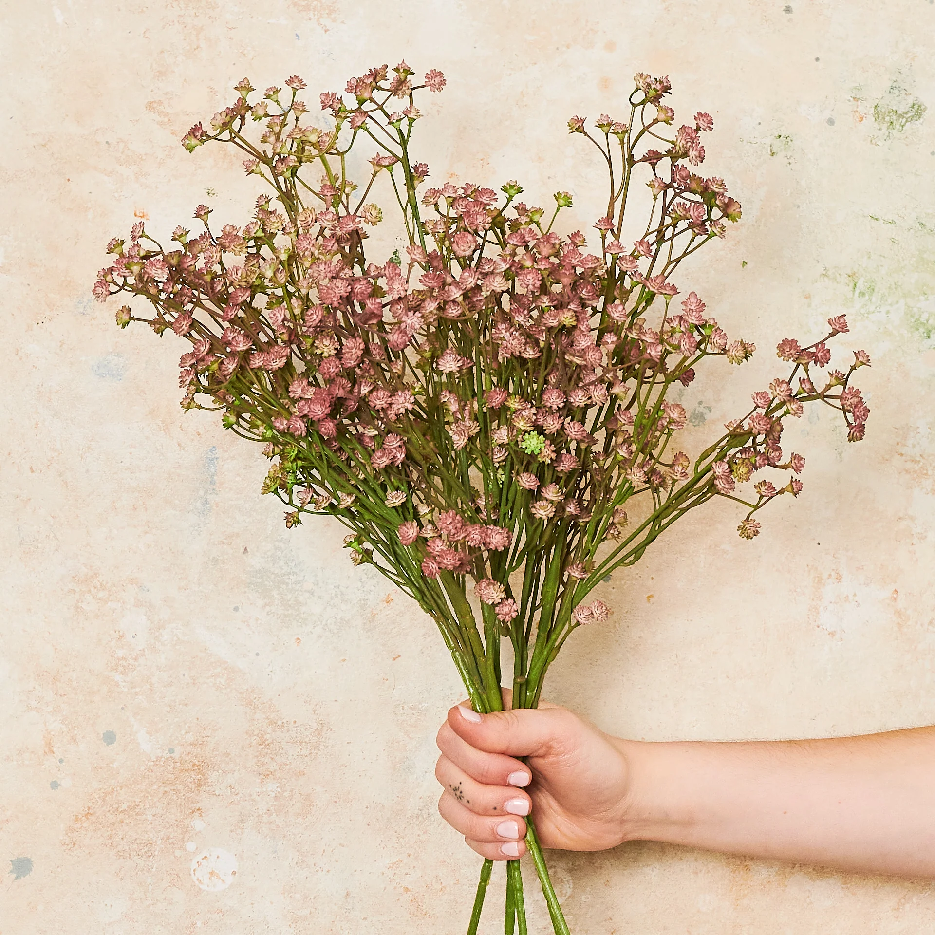 Babys Breath Real Touch - Image 6