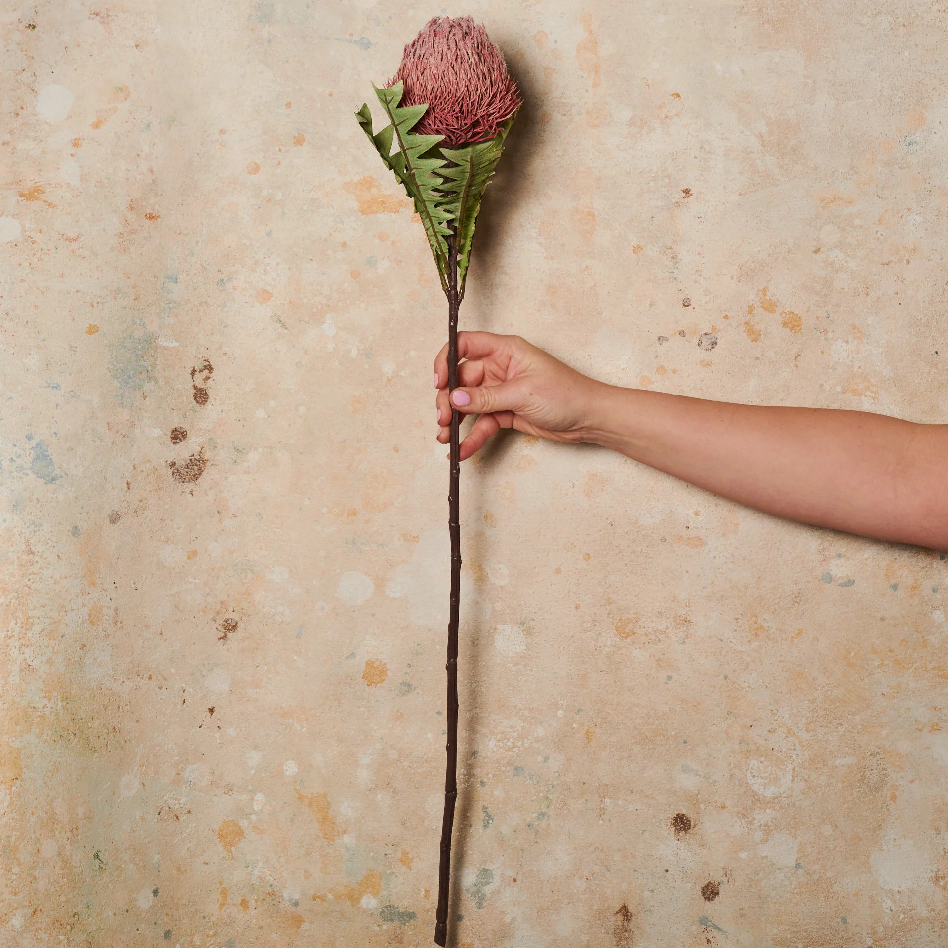 Banksia Baxteri Stem Real Touch Flower Stem - Image 3