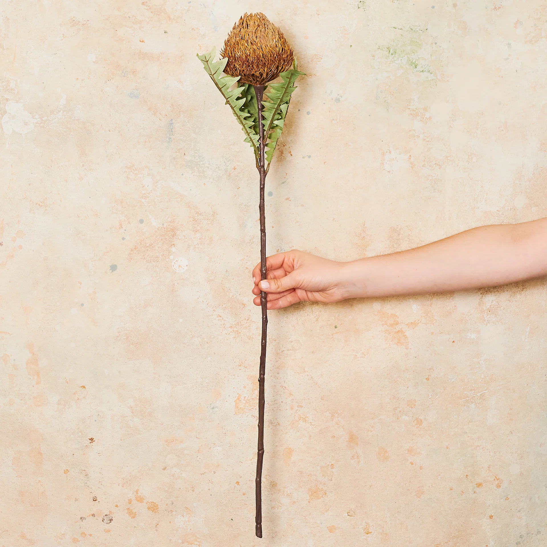 Banksia Baxteri Stem Real Touch Flower Stem - Image 5