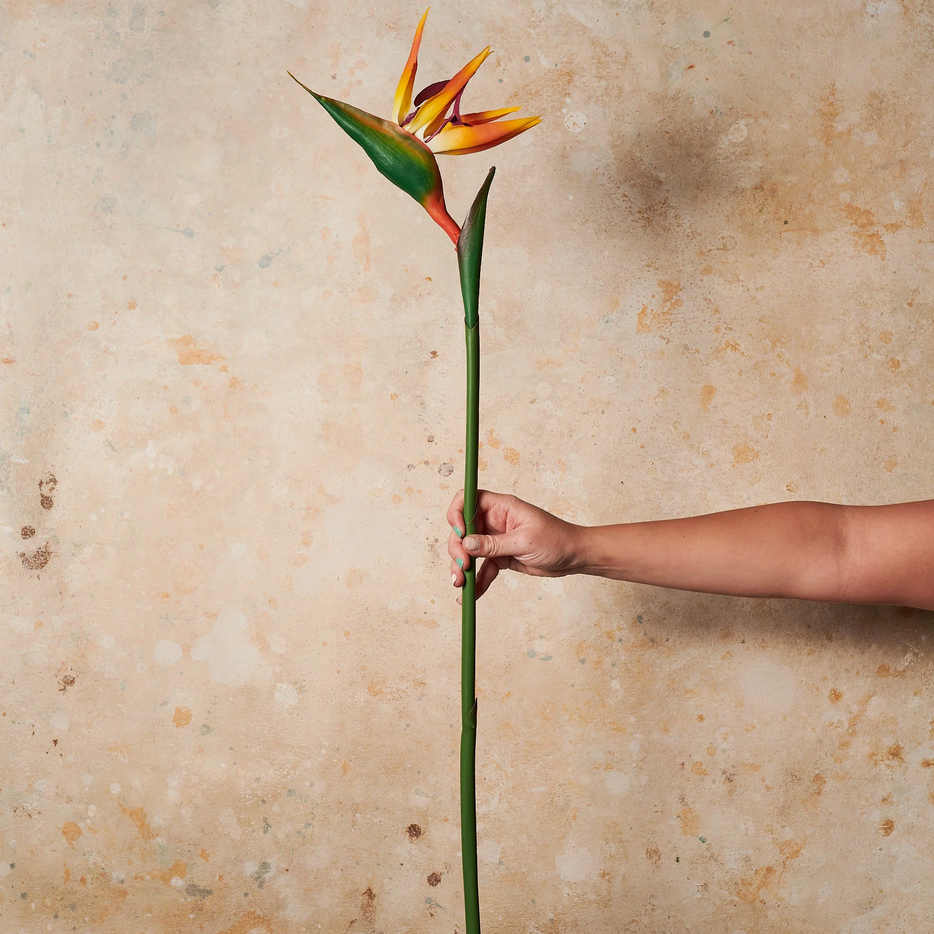 Bird Of Paradise Real Touch - Image 2