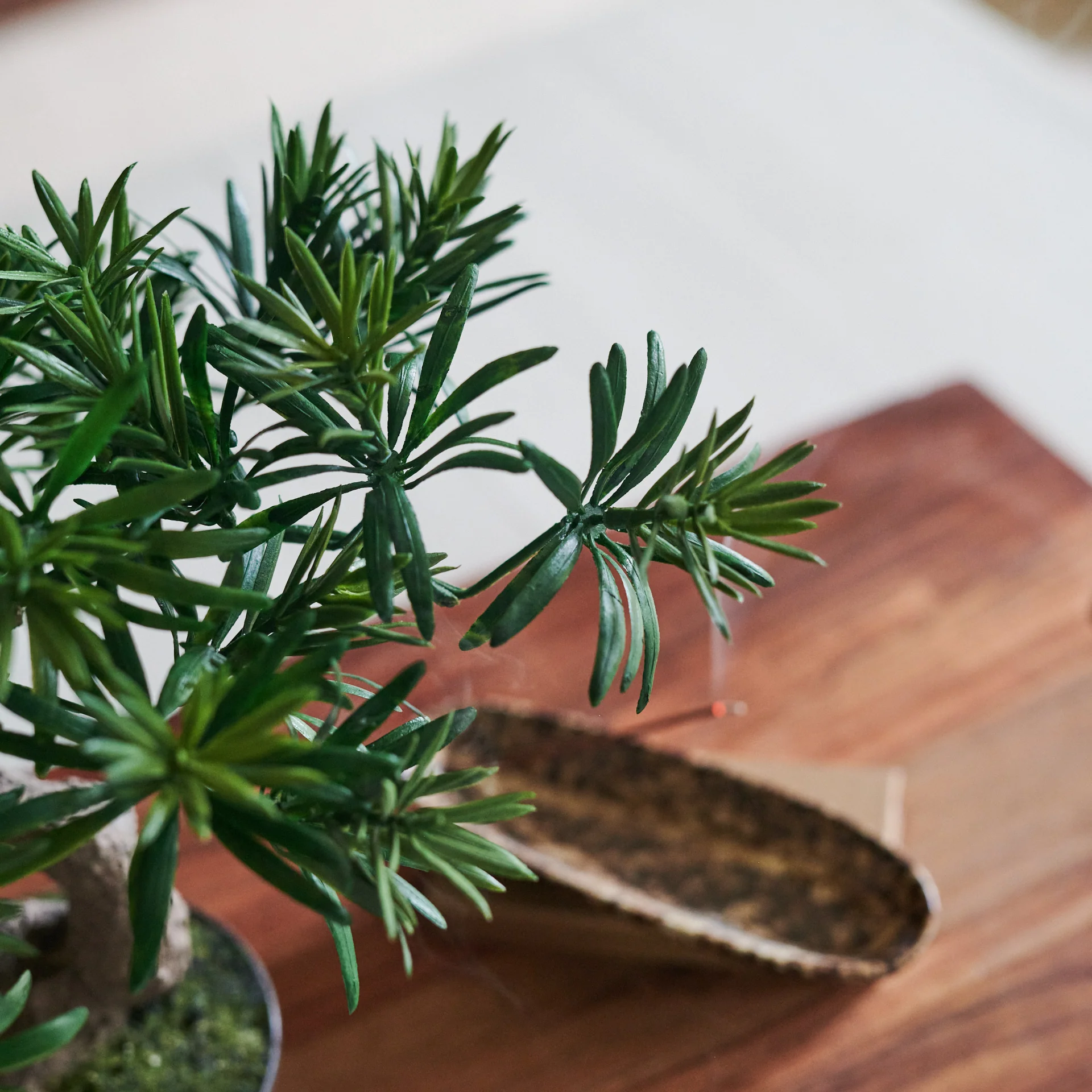 Bodhi Bonsai - Image 2