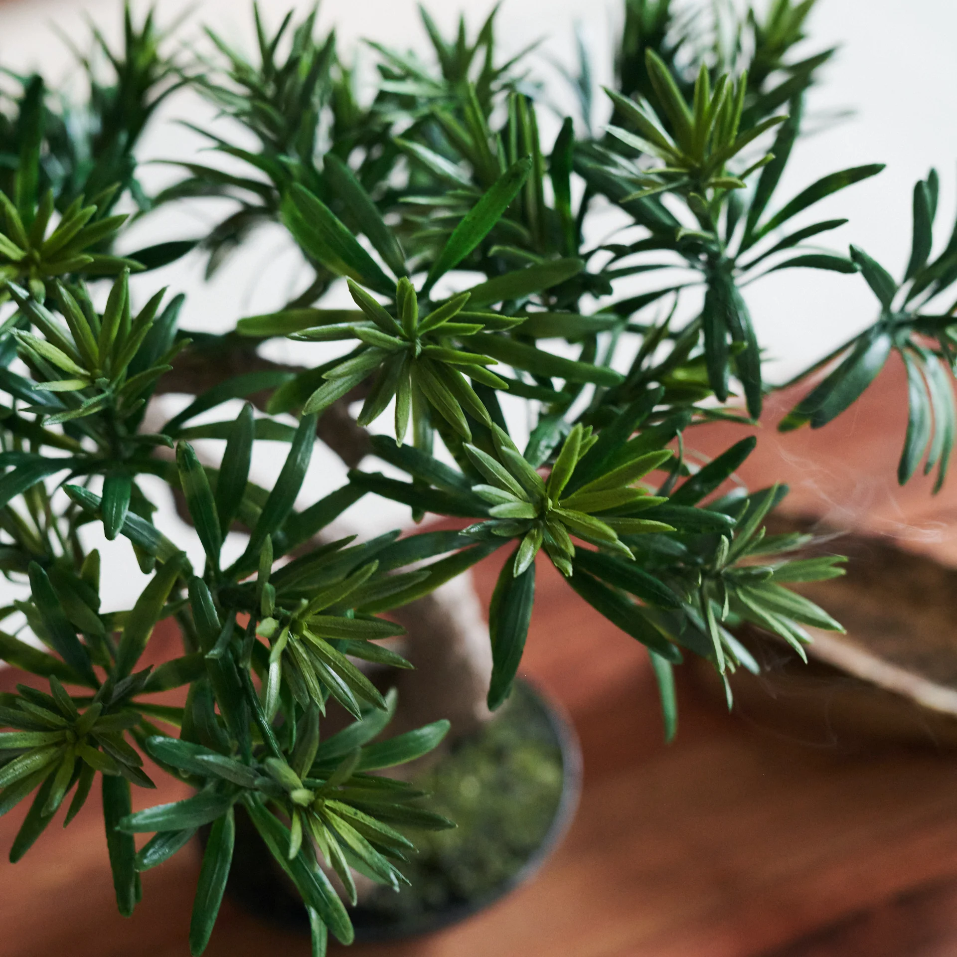 Bodhi Bonsai - Image 3