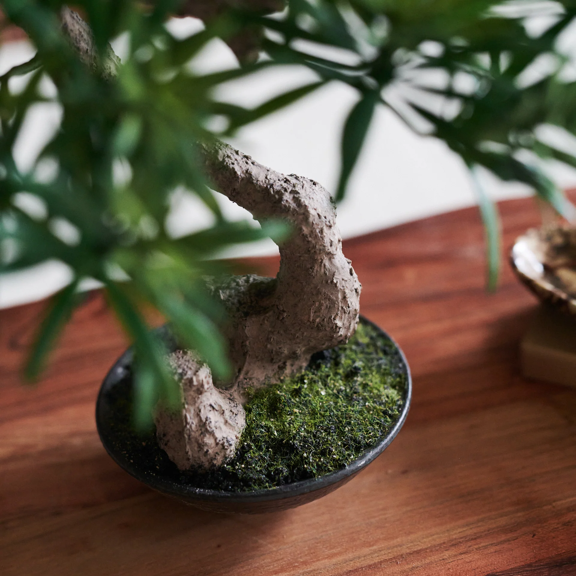 Bodhi Bonsai - Image 4