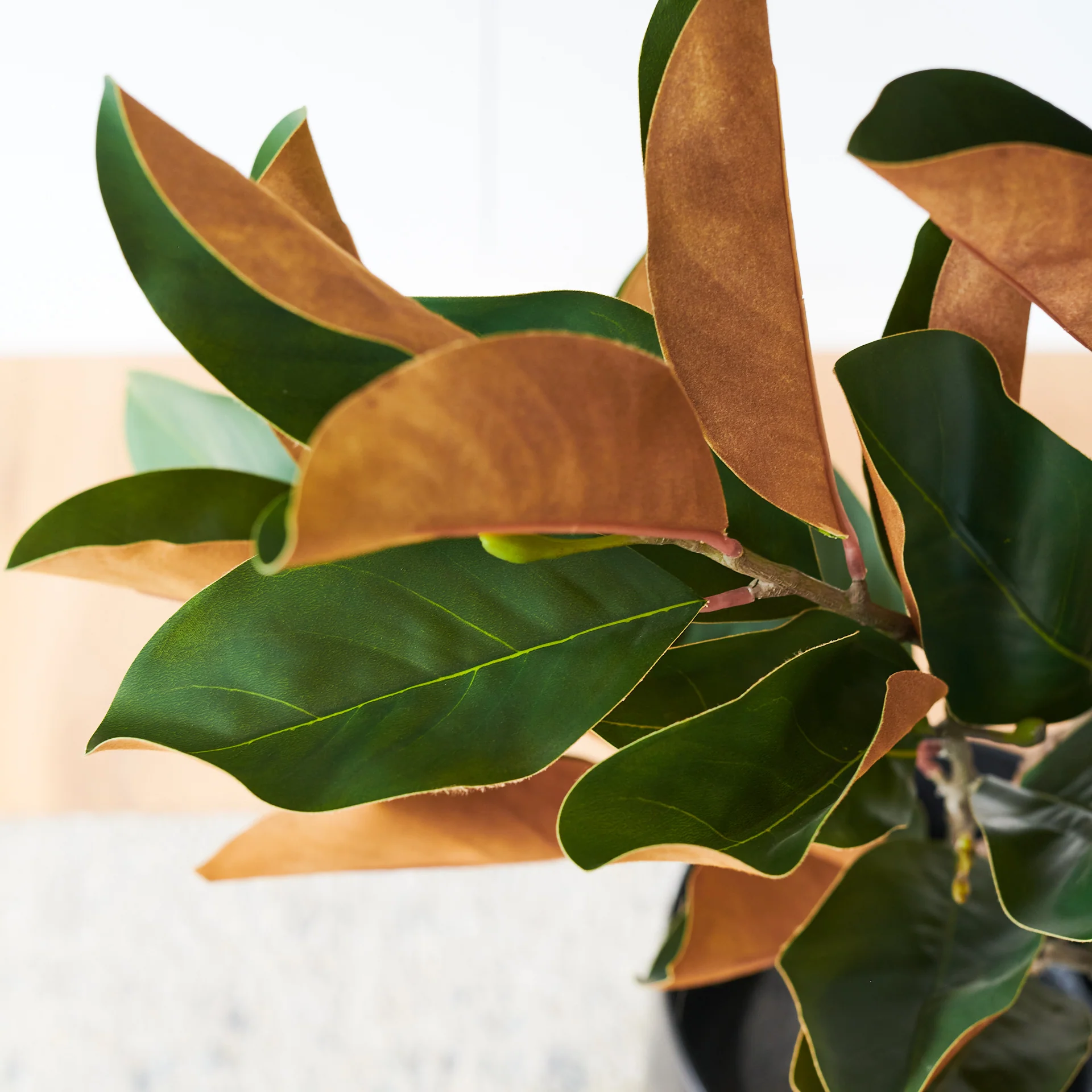 Brielle Magnolia Tree - Image 3