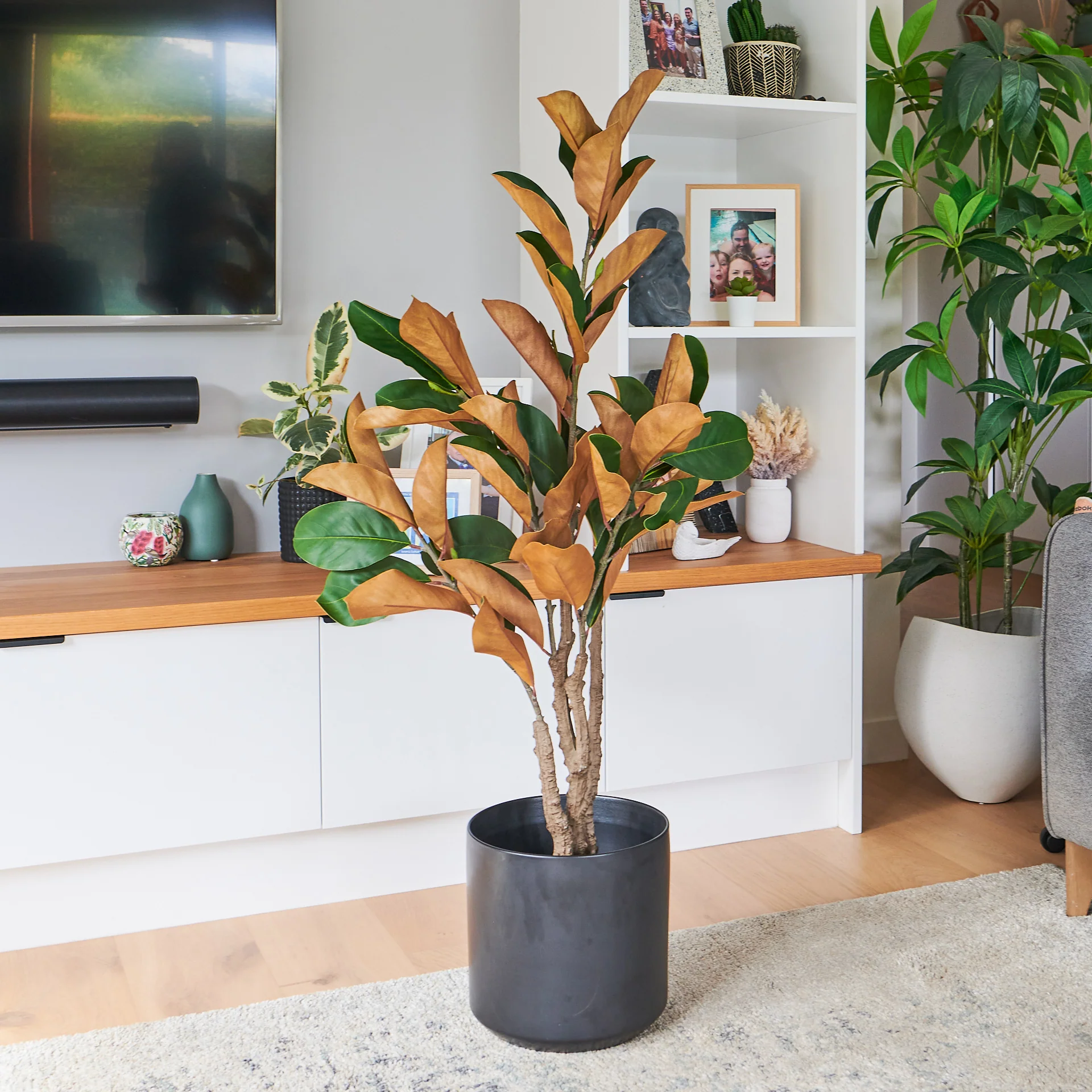 Brielle Magnolia Tree - Image 4