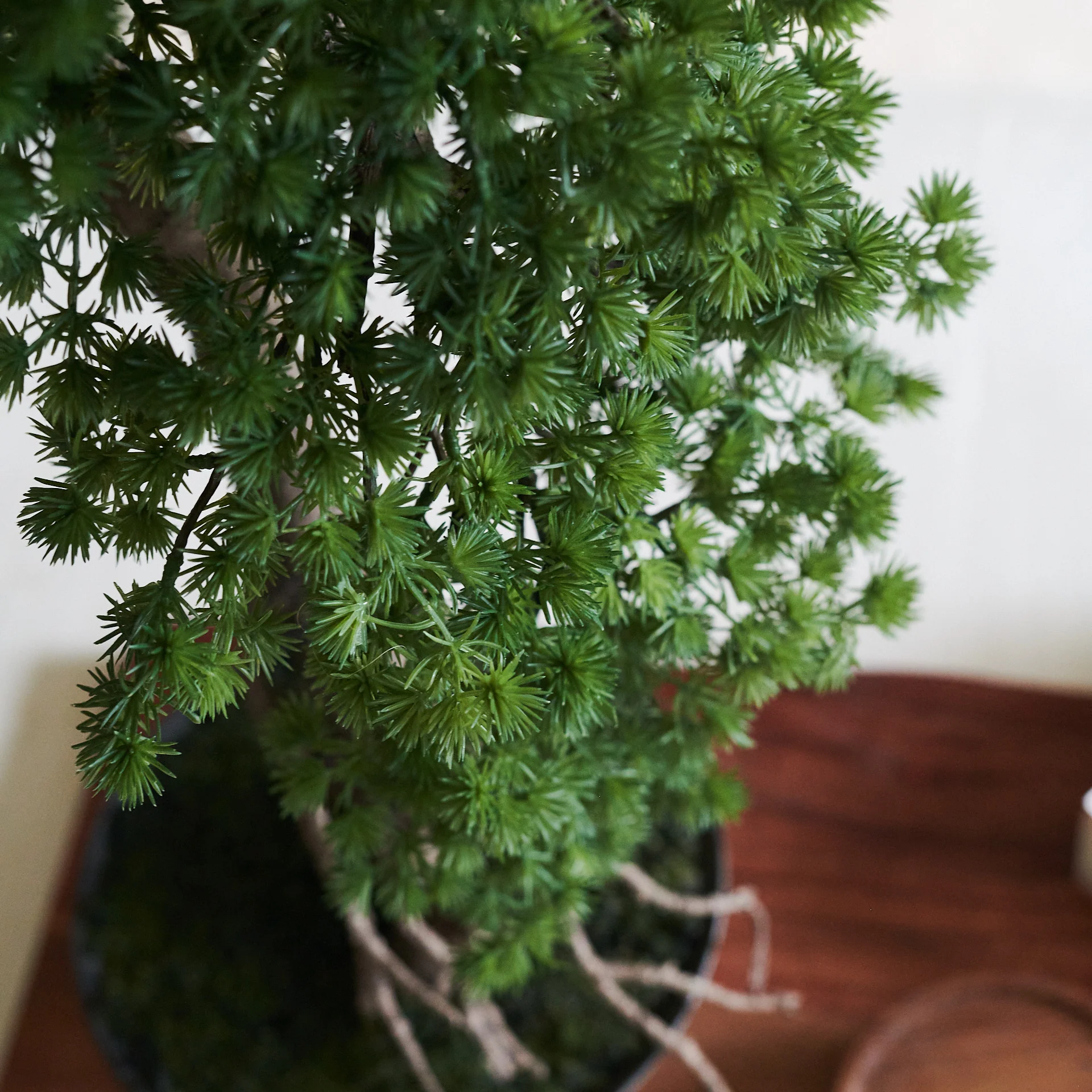 Buddhist Pine Bonsai - Image 3