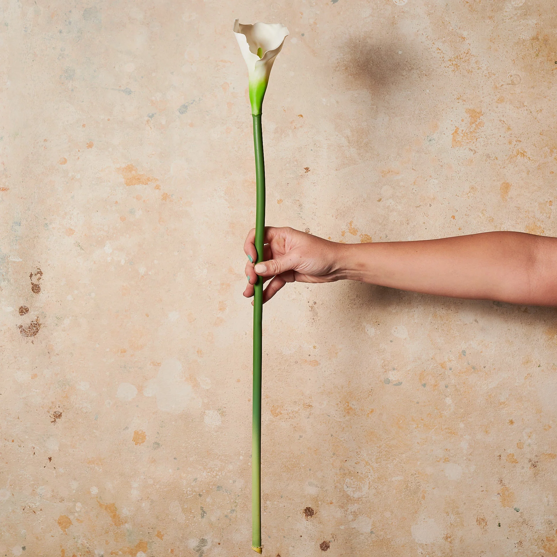 Calla Lily Real Touch Flower Stem - Image 6