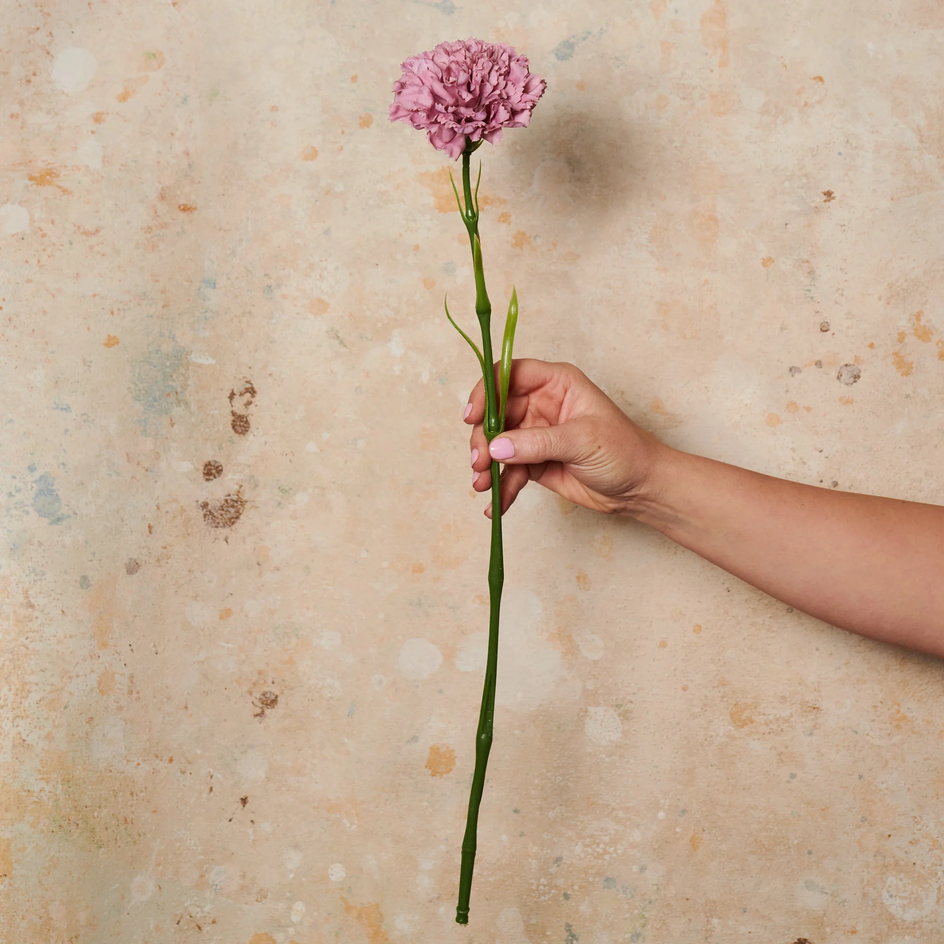 Carnation Real Touch Flower Stem - Image 4