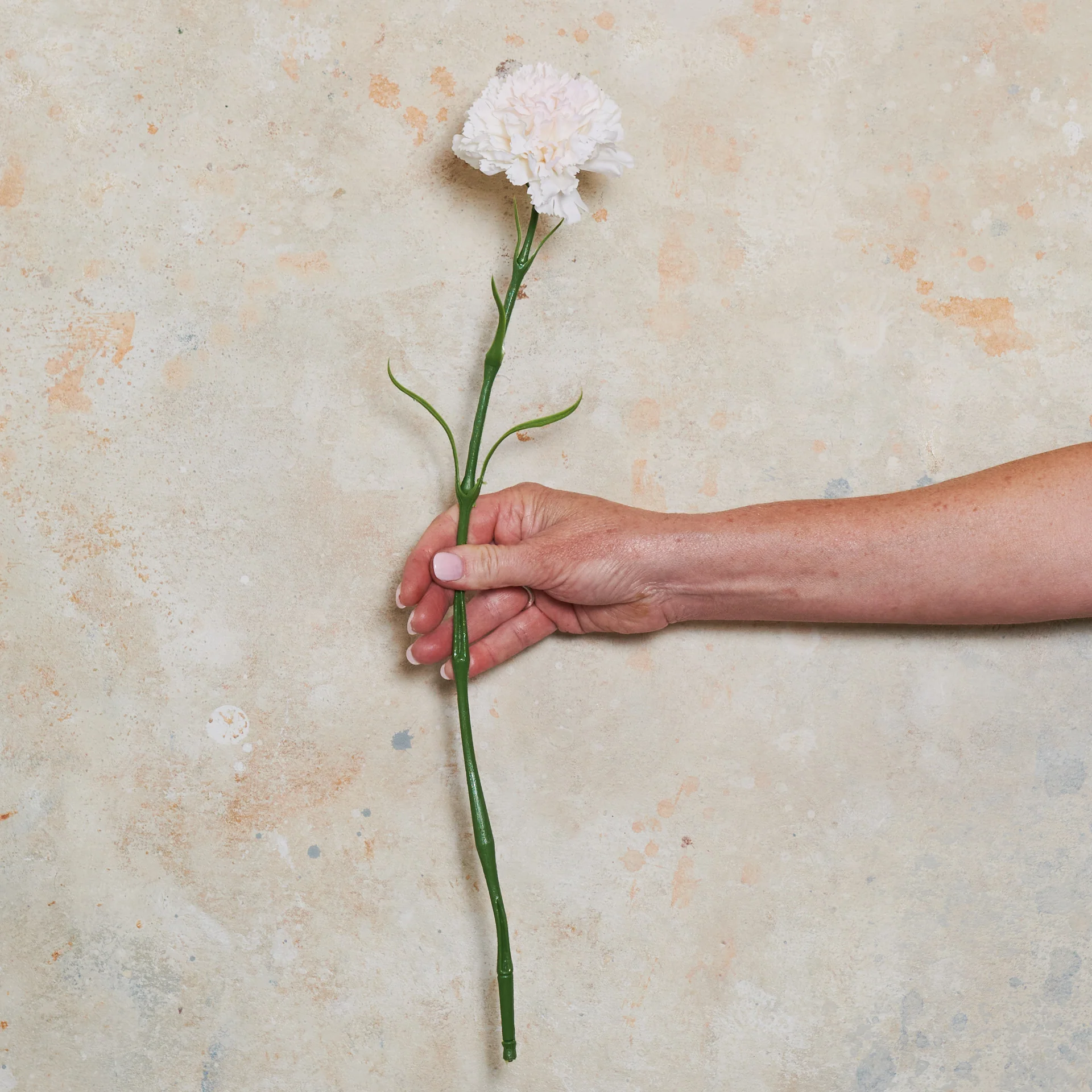 Carnation Real Touch Flower Stem - Image 7