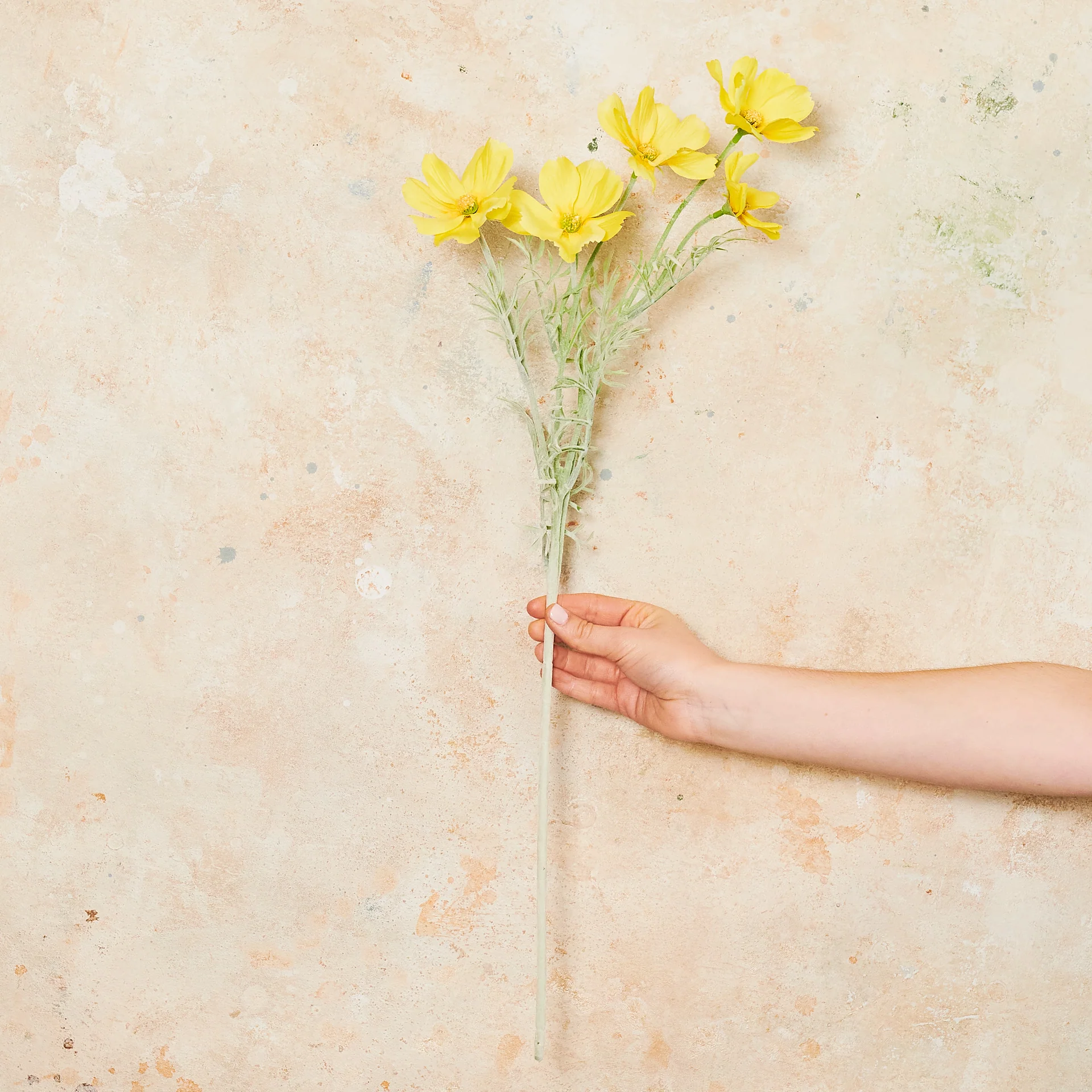 Cosmo Long Flower Stem - Image 2
