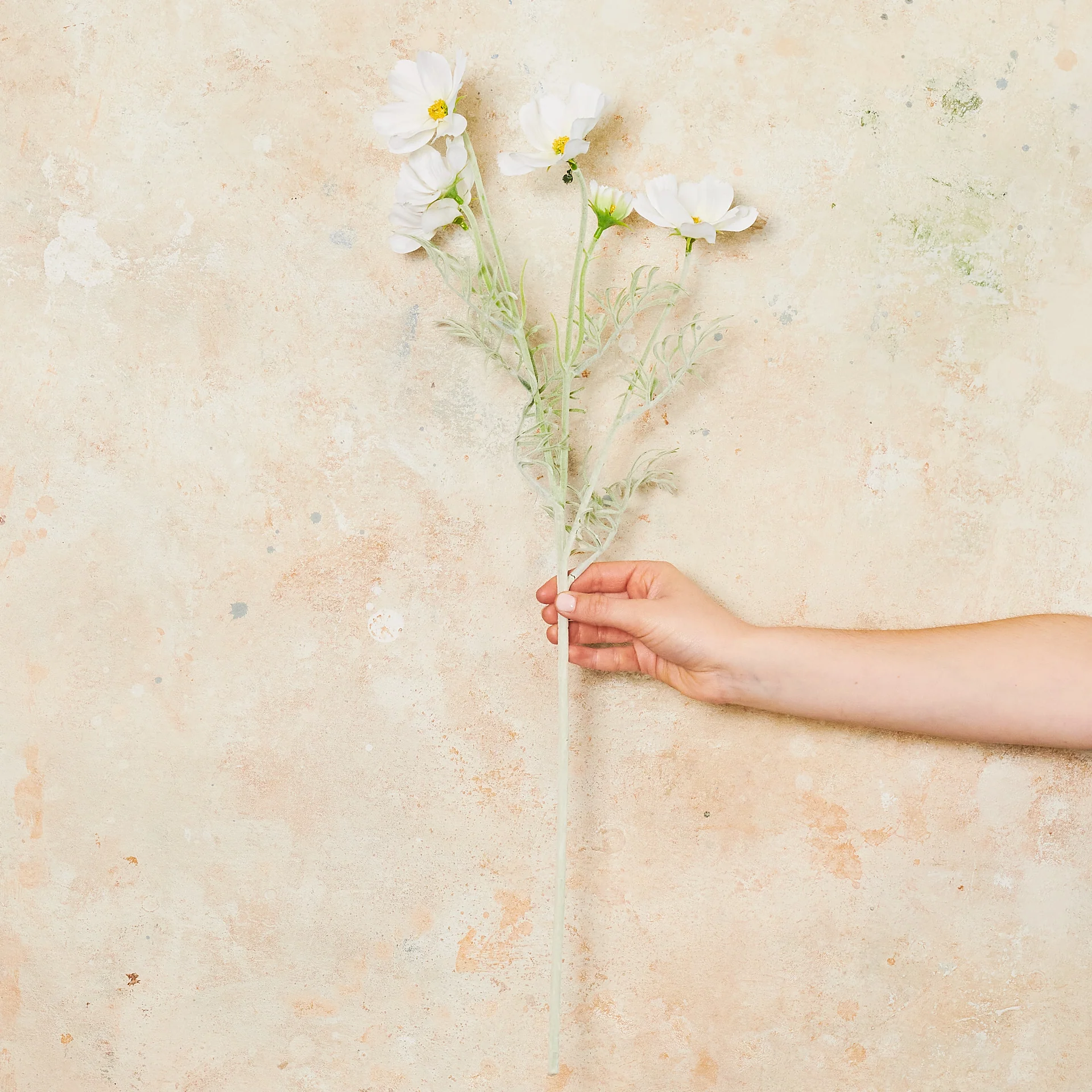 Cosmo Long Flower Stem - Image 4