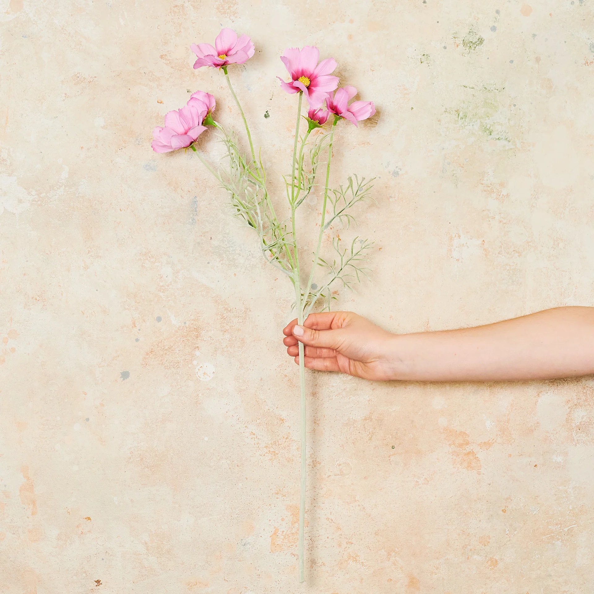 Cosmo Long Flower Stem - Image 6