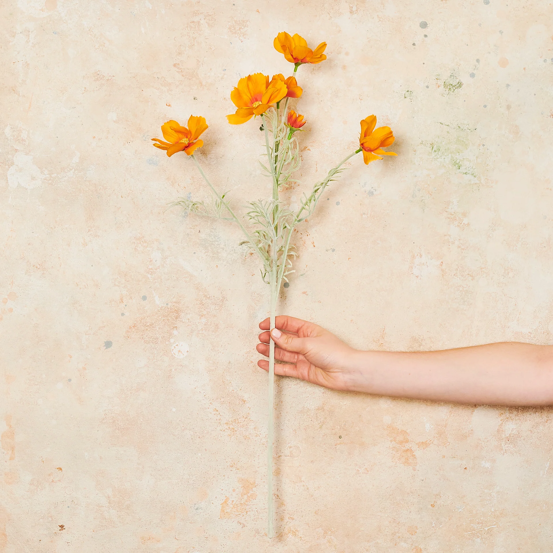 Cosmo Long Flower Stem - Image 8
