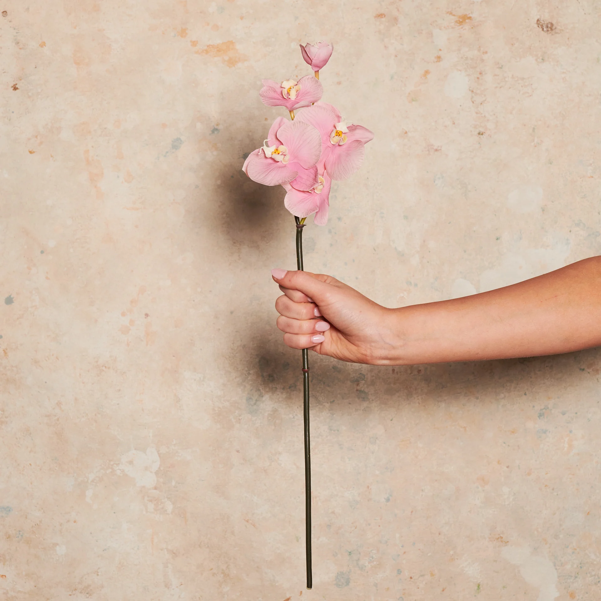 Mini Phalaenopsis Real Touch Flower Stem - Image 5