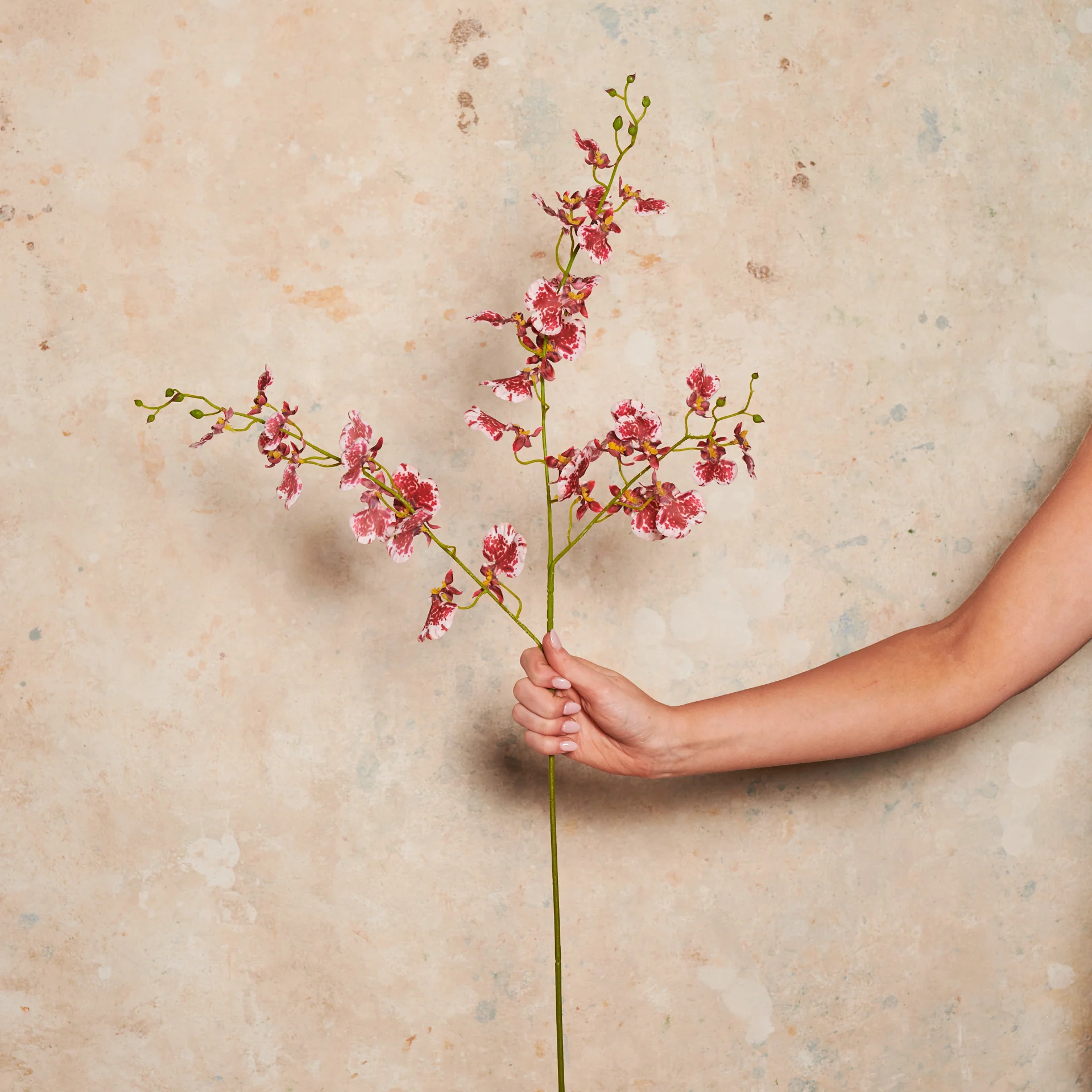 Dancing Orchid Real Touch - Image 10
