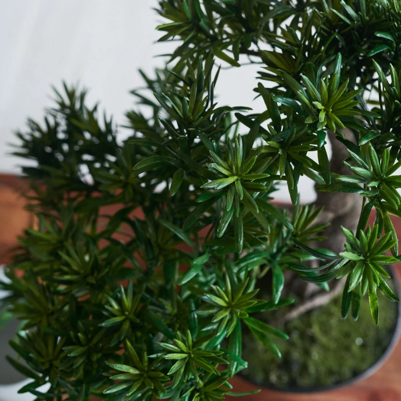 Dharma Bonsai - Image 2