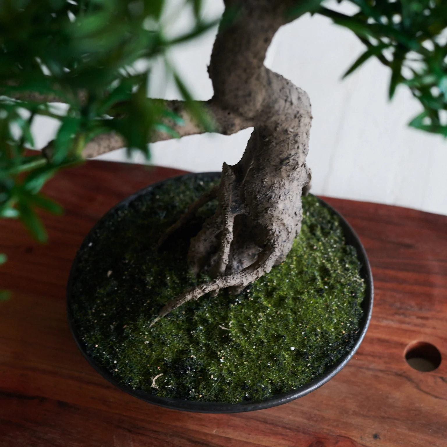 Dharma Bonsai - Image 3