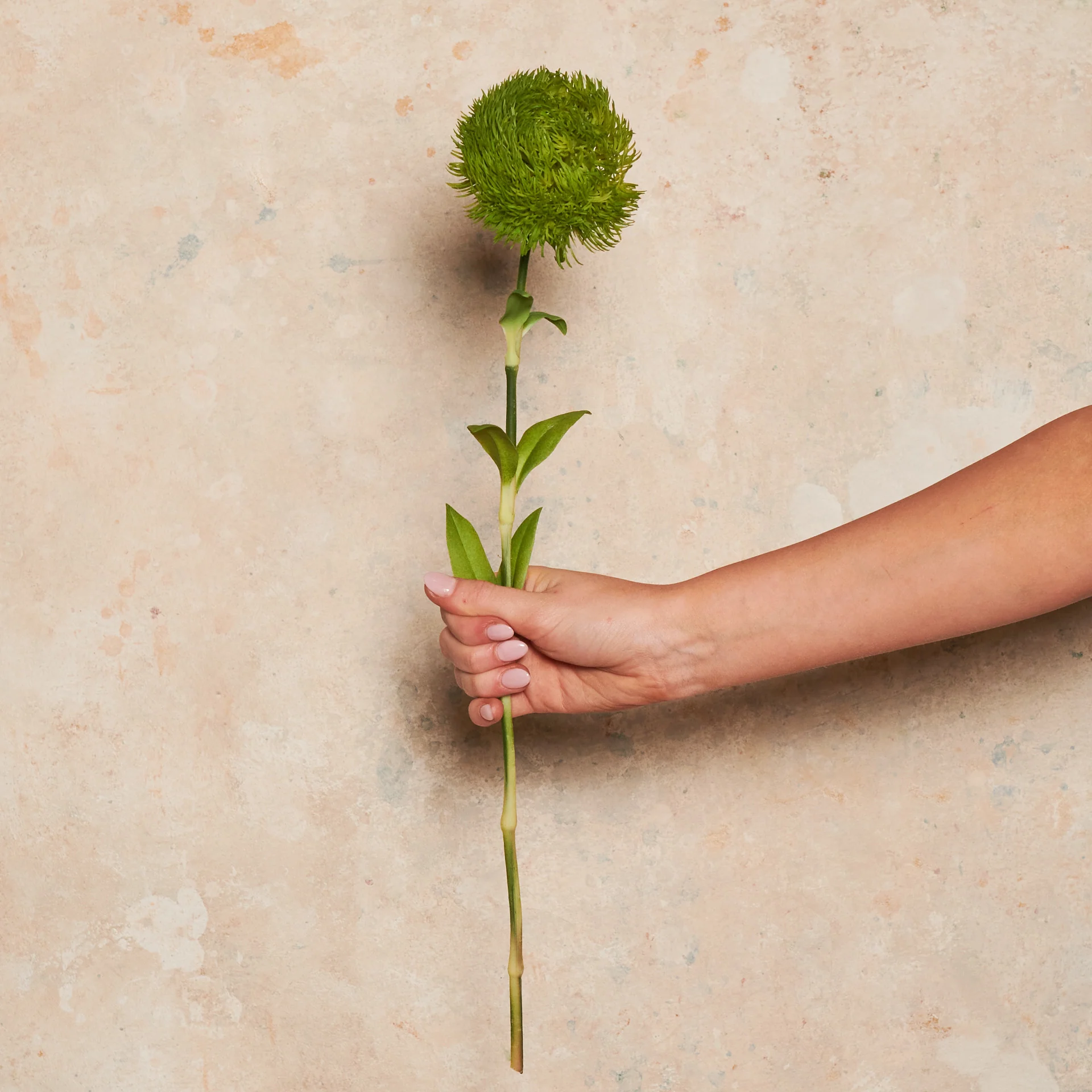 Dianthus Real Touch Flower Stem - Image 2