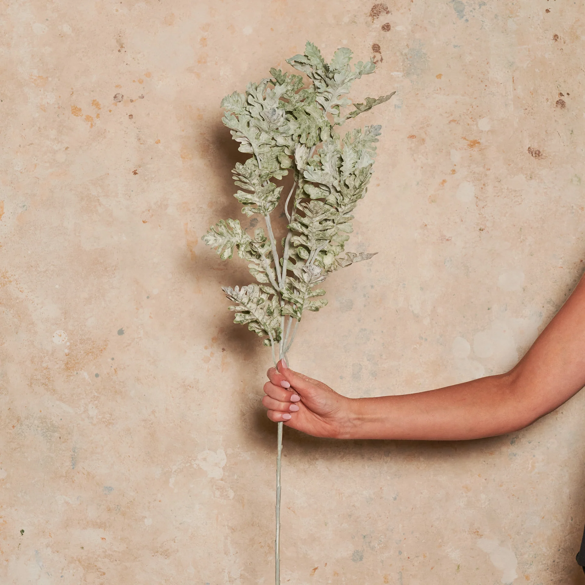 Dusty Miller Spray Real Touch Stem - Image 2