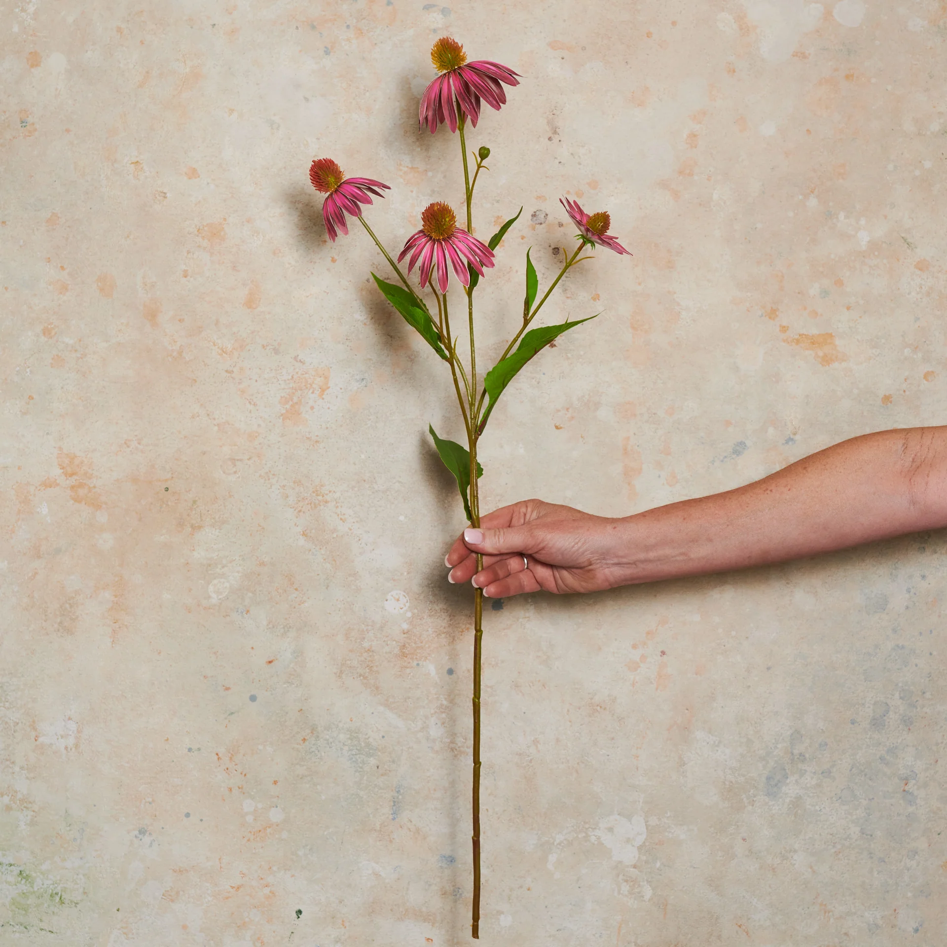 Echinacea Spray Flower Stem - Image 3