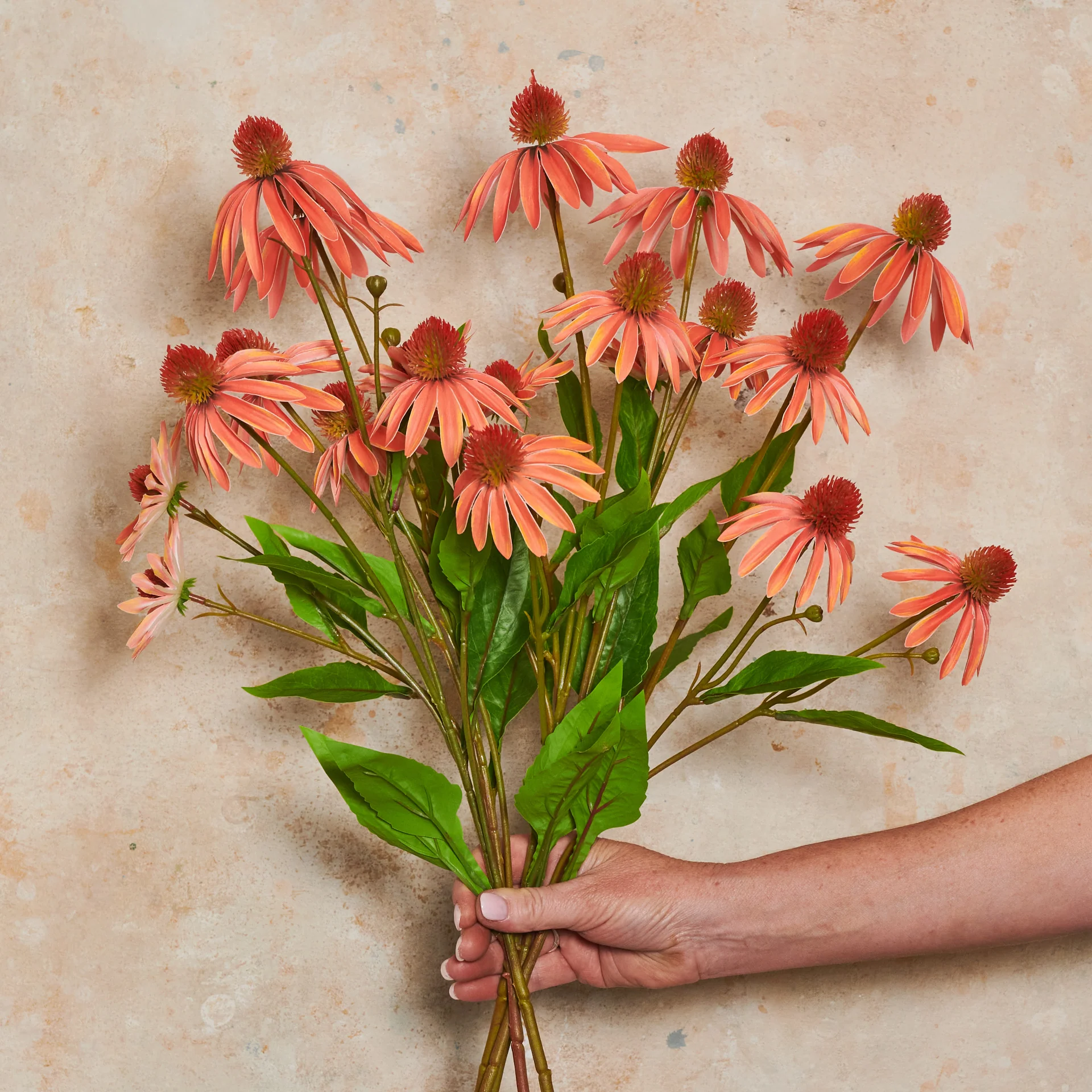 Echinacea Spray Flower Stem - Image 4