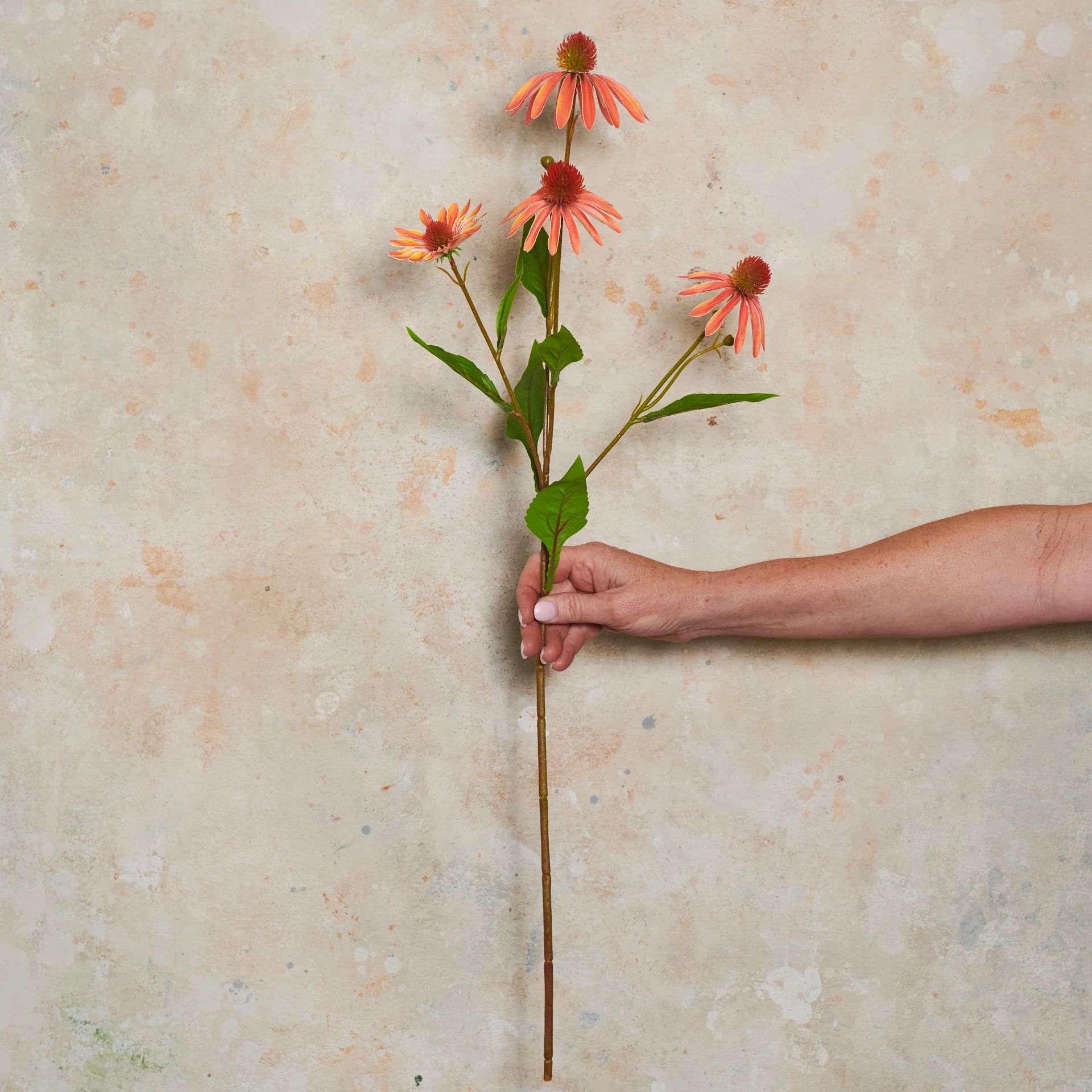 Echinacea Spray Flower Stem - Image 5