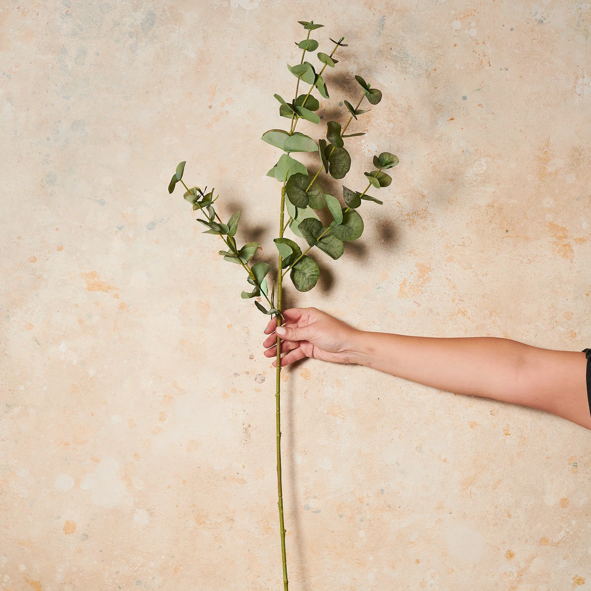 Eucalyptus Dollar Gum Real Touch Stem - Image 4