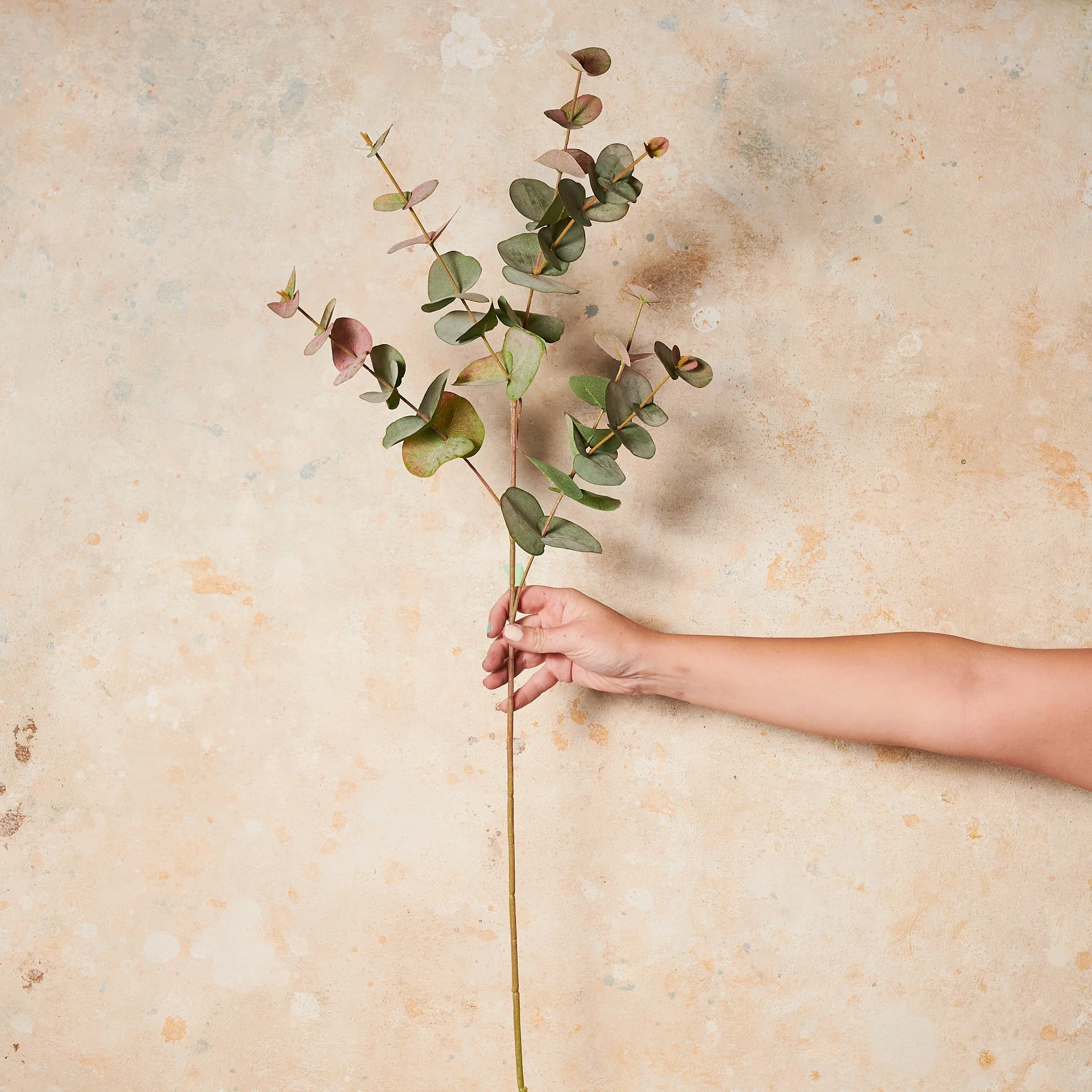Eucalyptus Dollar Gum Real Touch Stem - Image 5