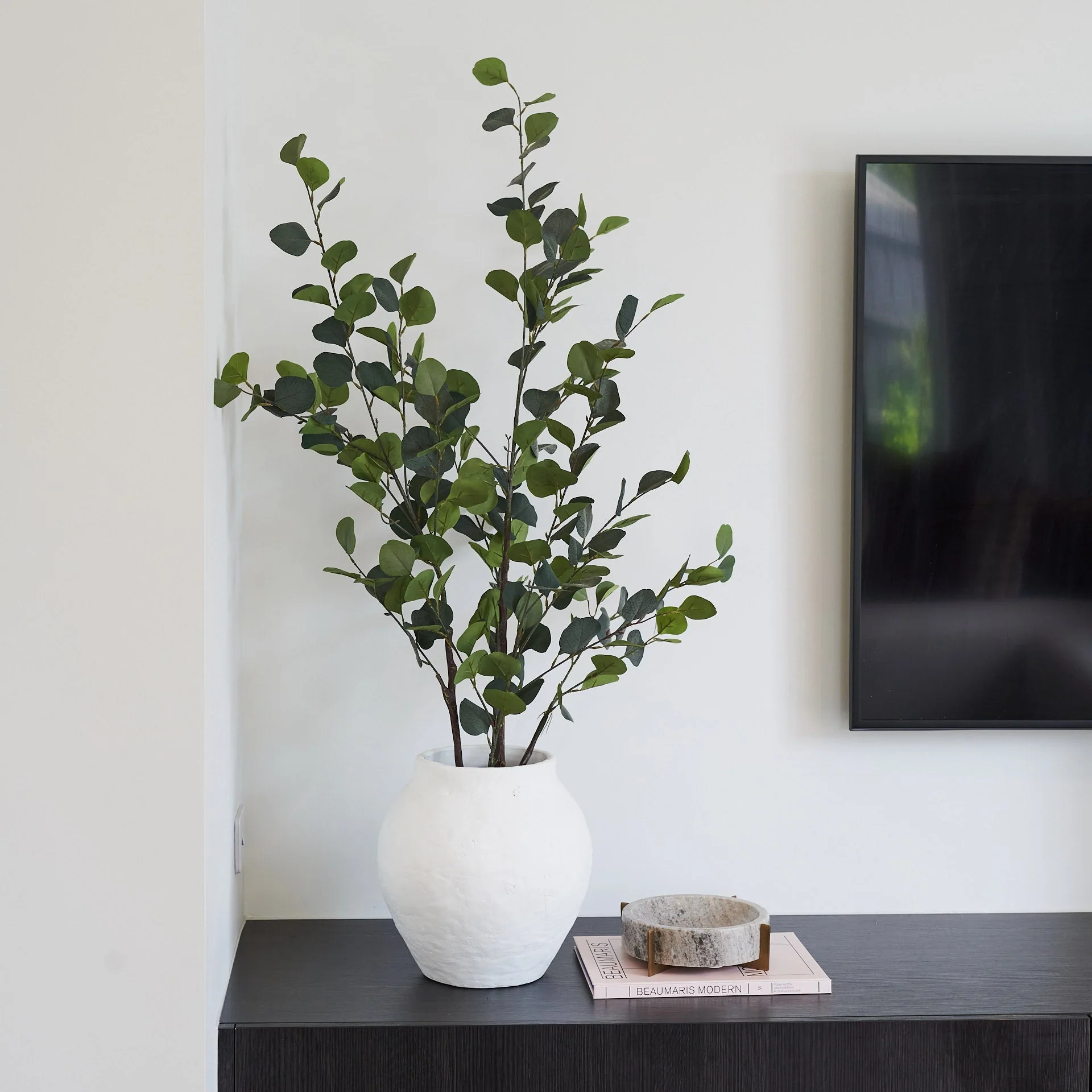 Farleigh Dollar Gum Eucalyptus Tree - Image 3