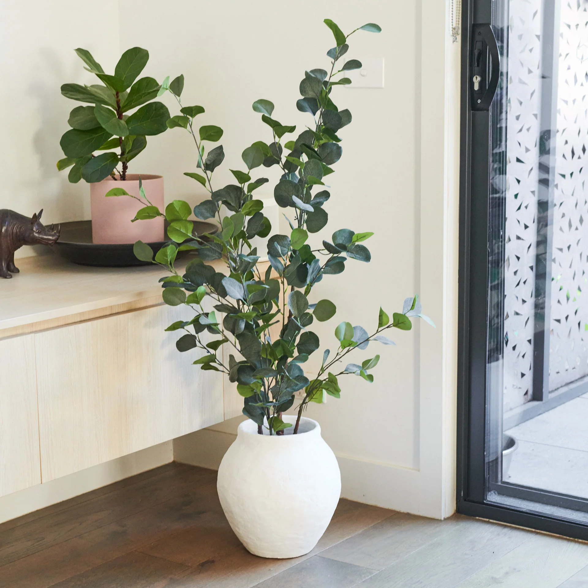 Farleigh Dollar Gum Eucalyptus Tree - Image 6