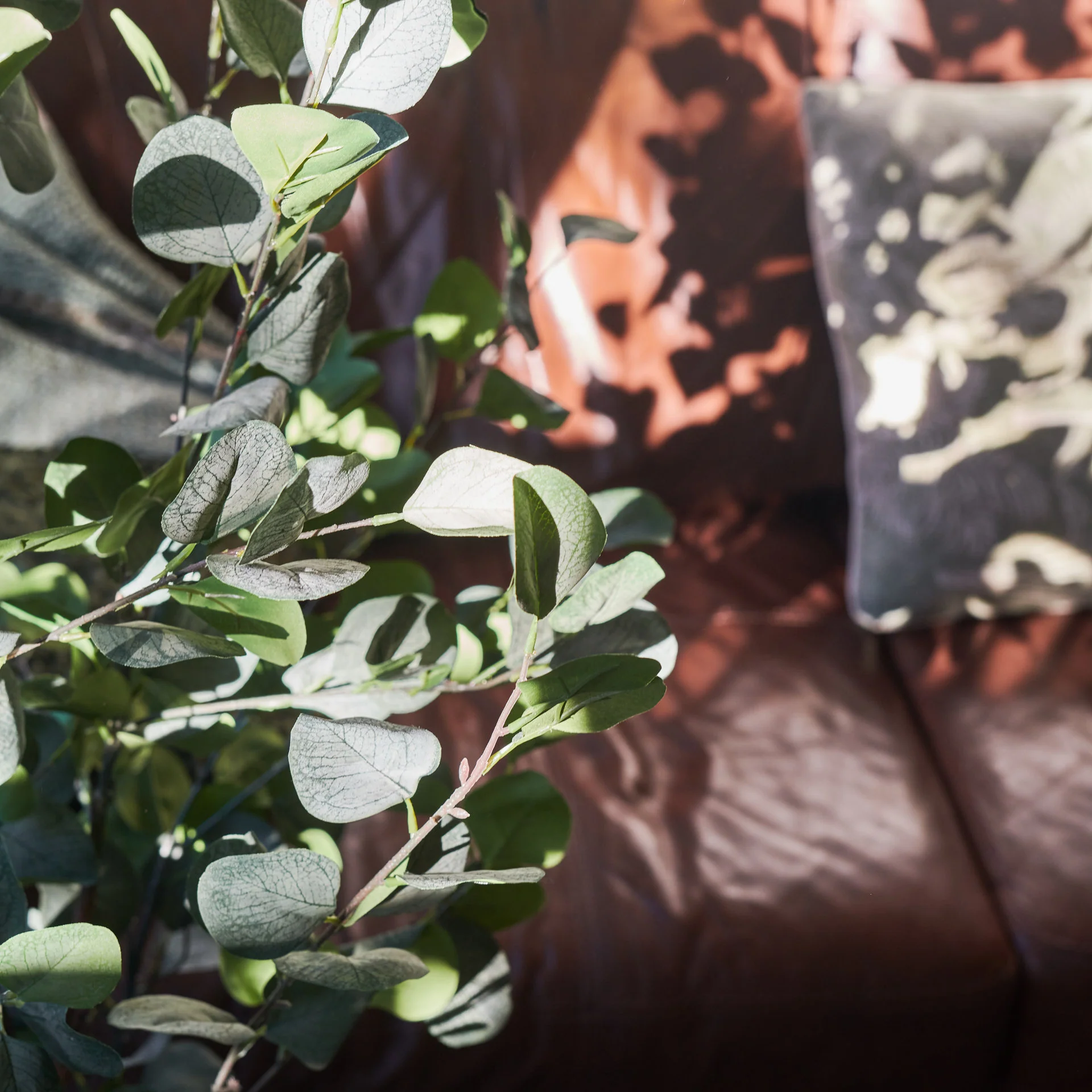 Farleigh Dollar Gum Eucalyptus Tree - Image 9
