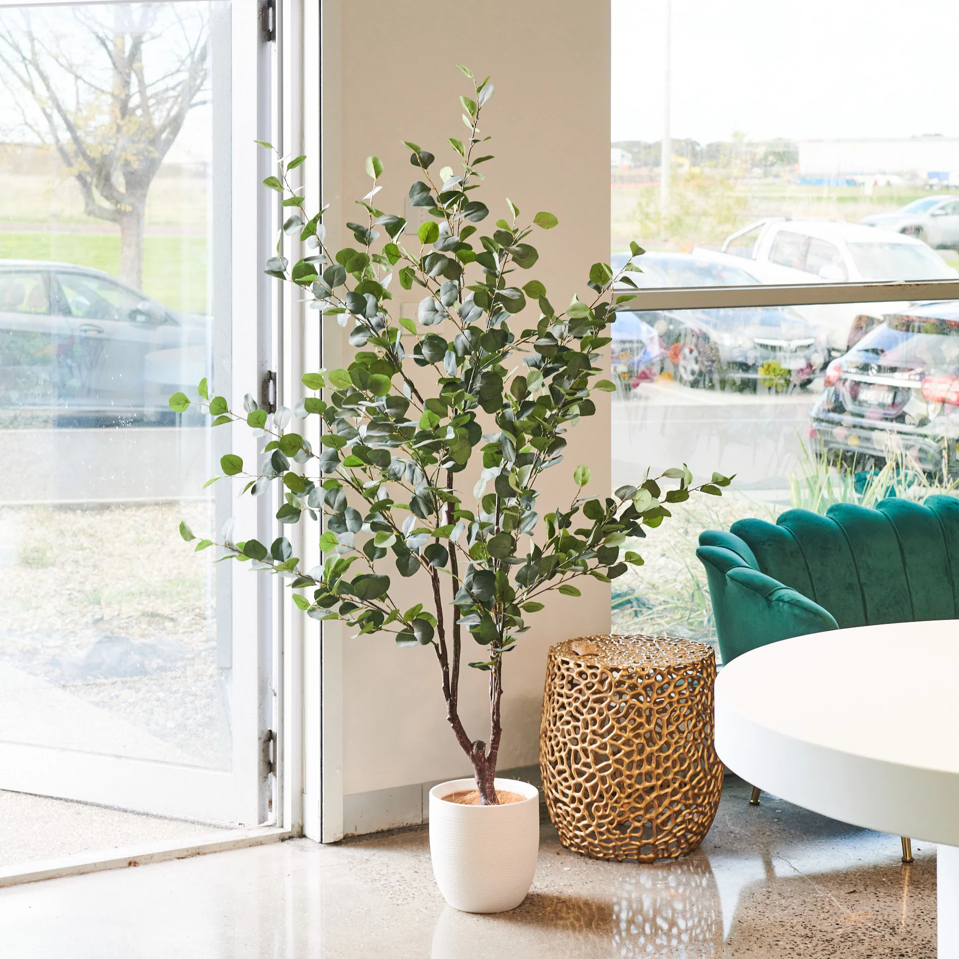 Fletcher Dollar Gum Eucalyptus Tree and Pot - Image 3