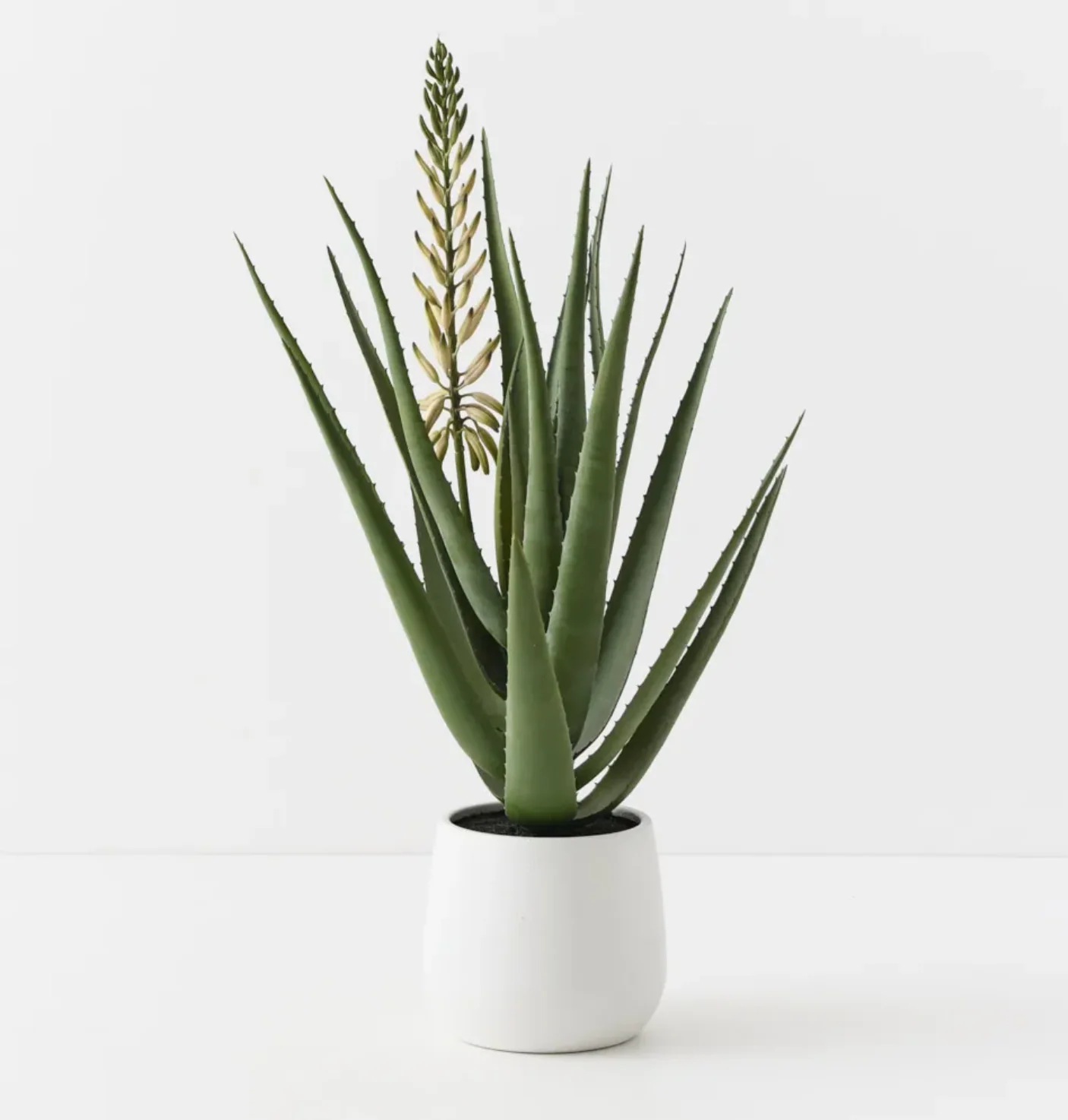 Flowering Agave Plant in Pot - Image 2