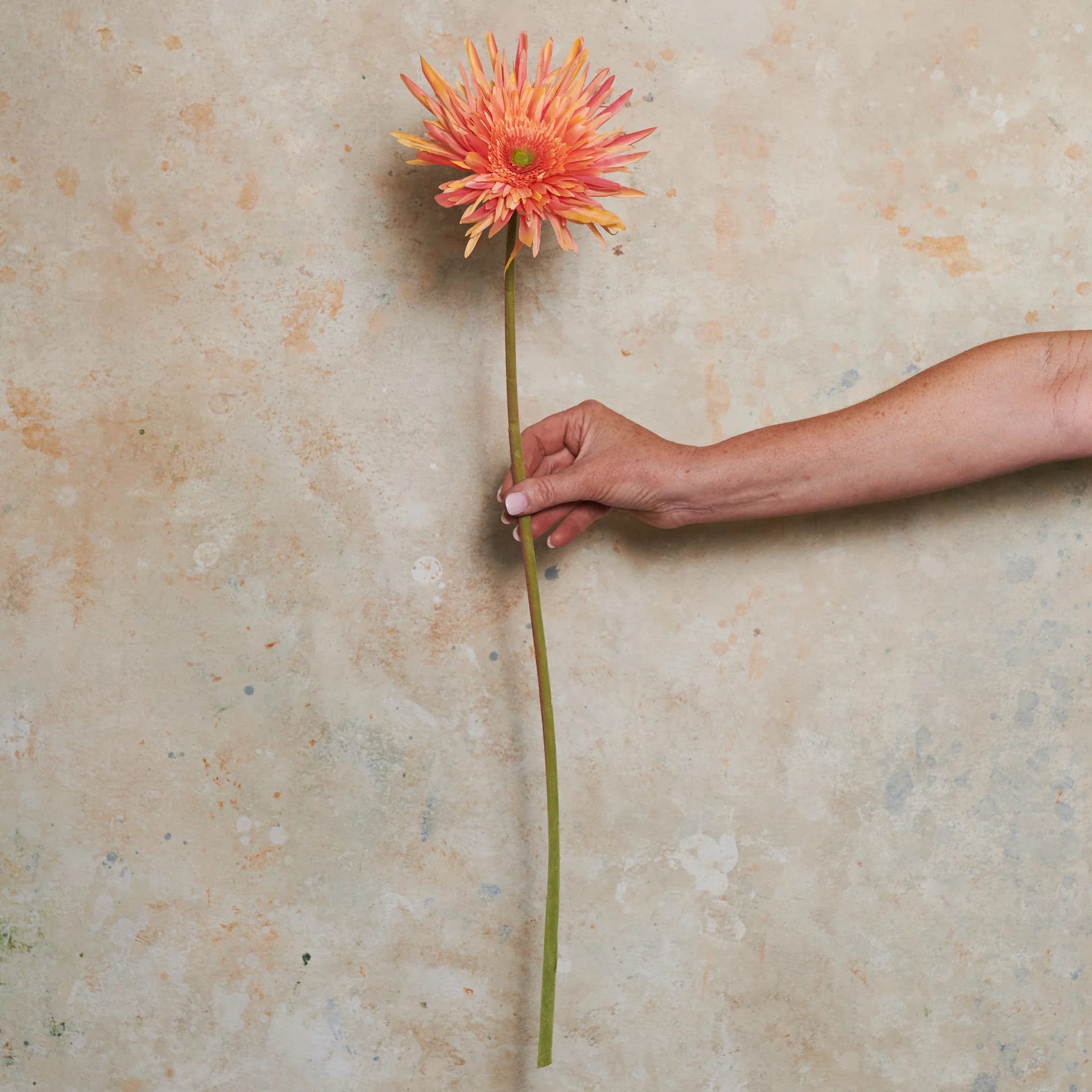 Gerbera Real Touch Flower Stem - Image 2