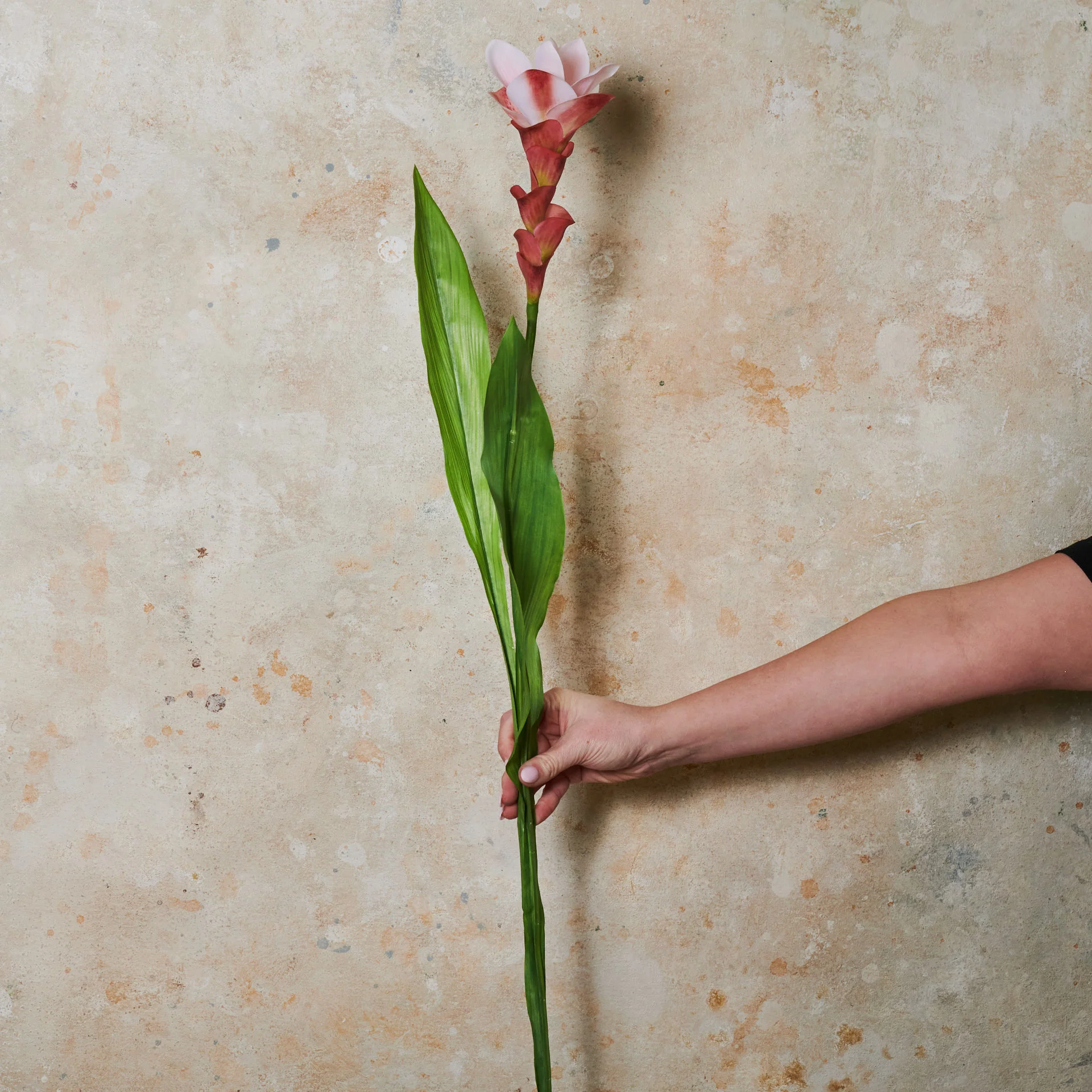 Ginger Flower Real Touch Stem - Image 4
