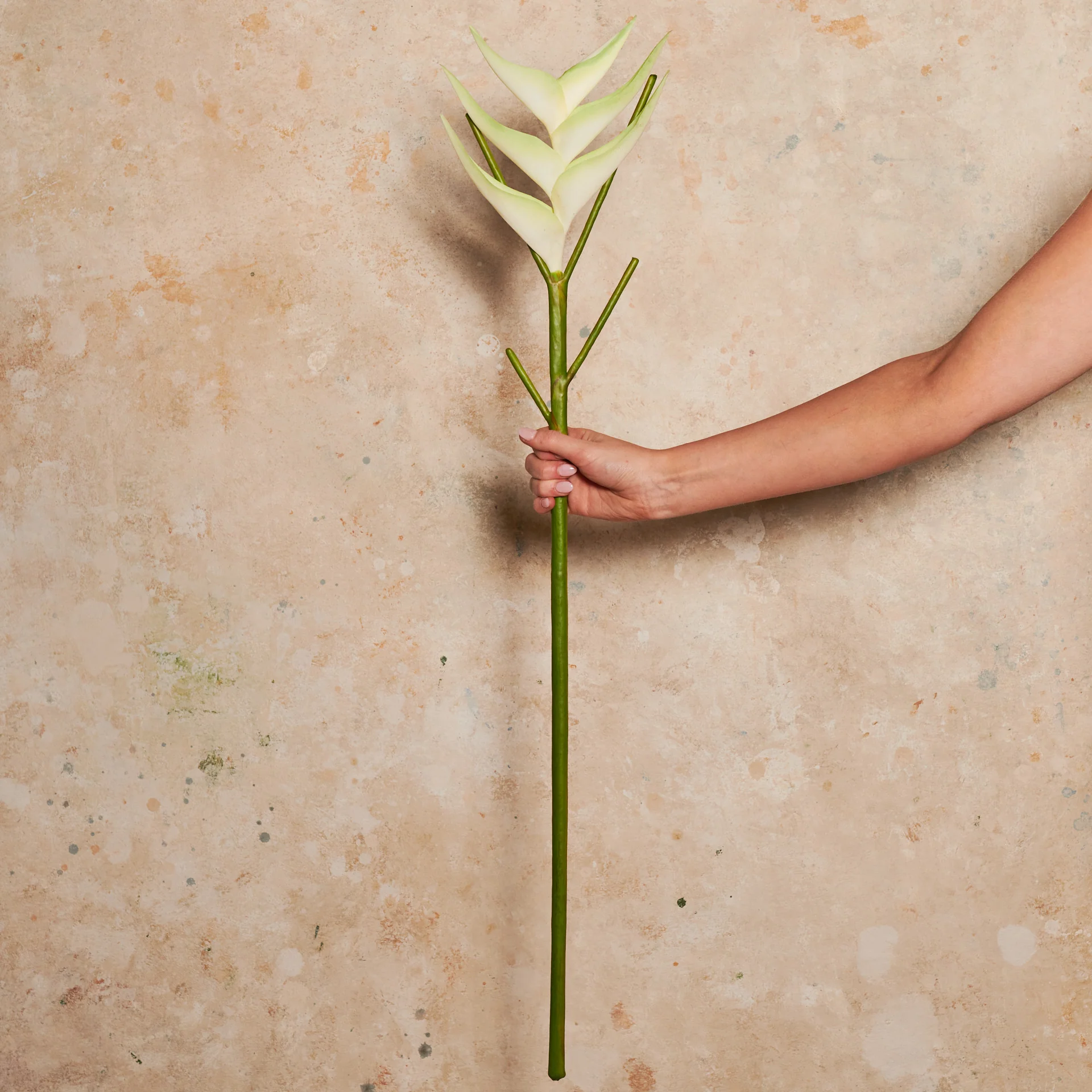 Heliconia Real Touch Flower Stem - Image 7