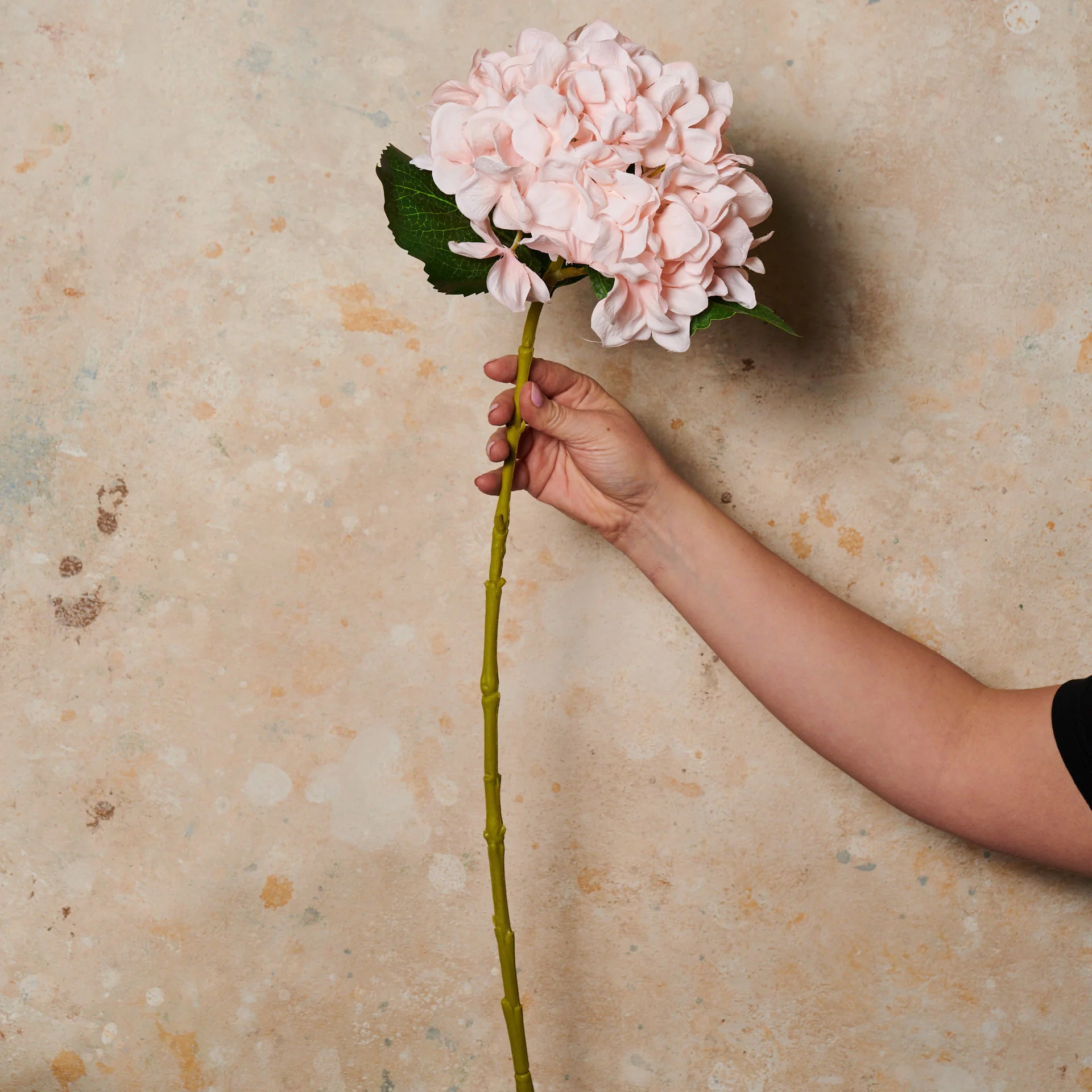 Hydrangea Flower Stem - Image 3