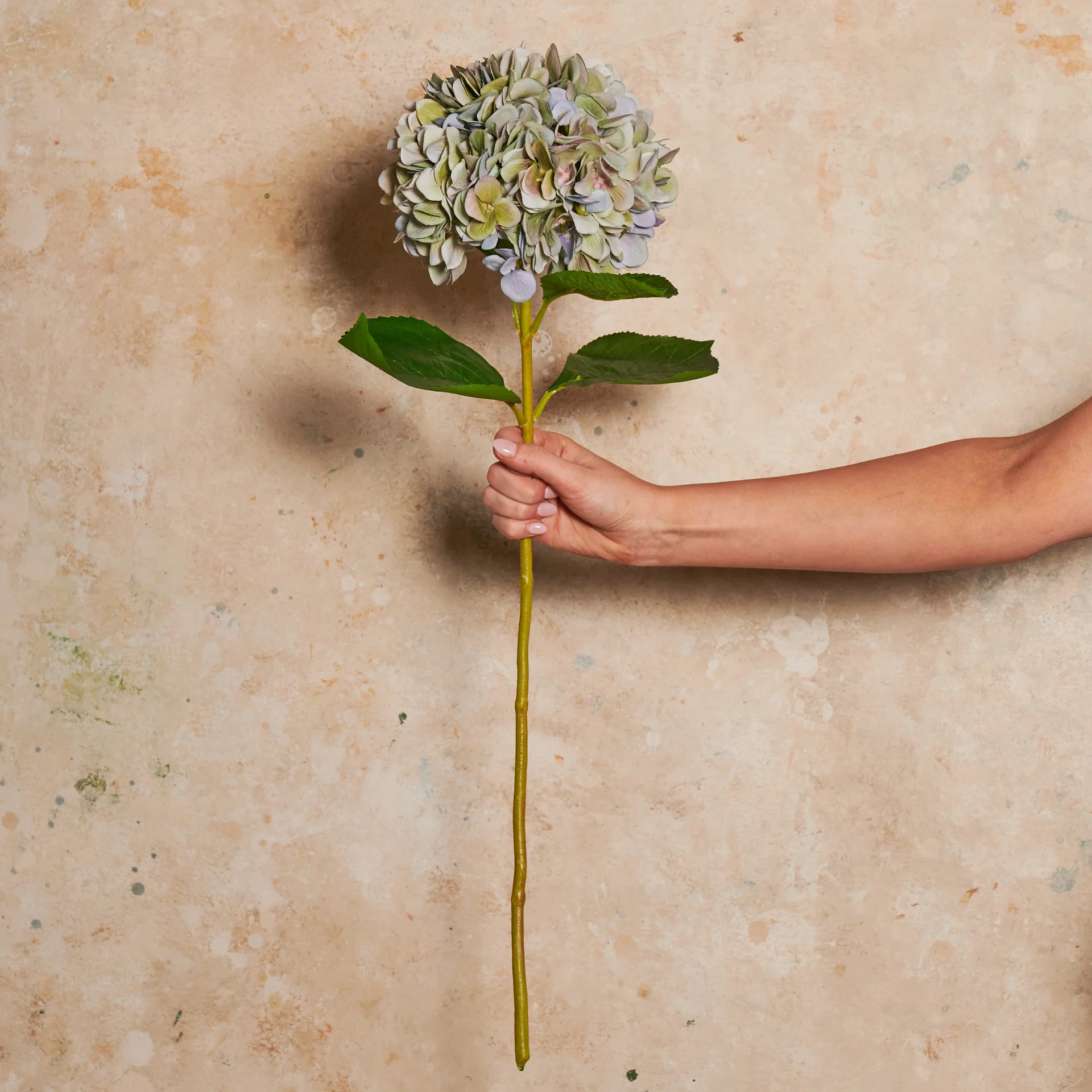 Hydrangea Flower Stem - Image 5