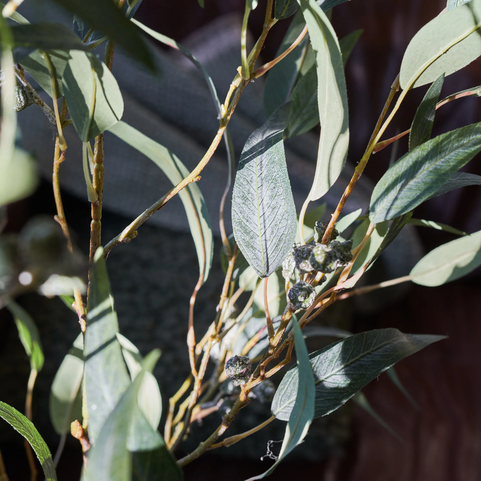 Irwin Eucalyptus Tree with Ceramic Pot - Image 3
