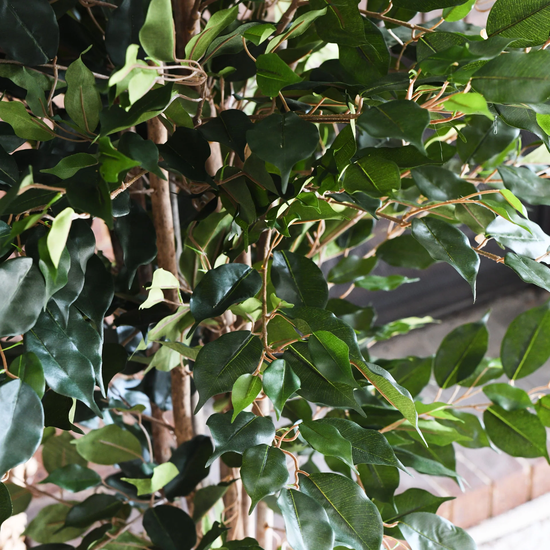James Ficus Tree - Image 3