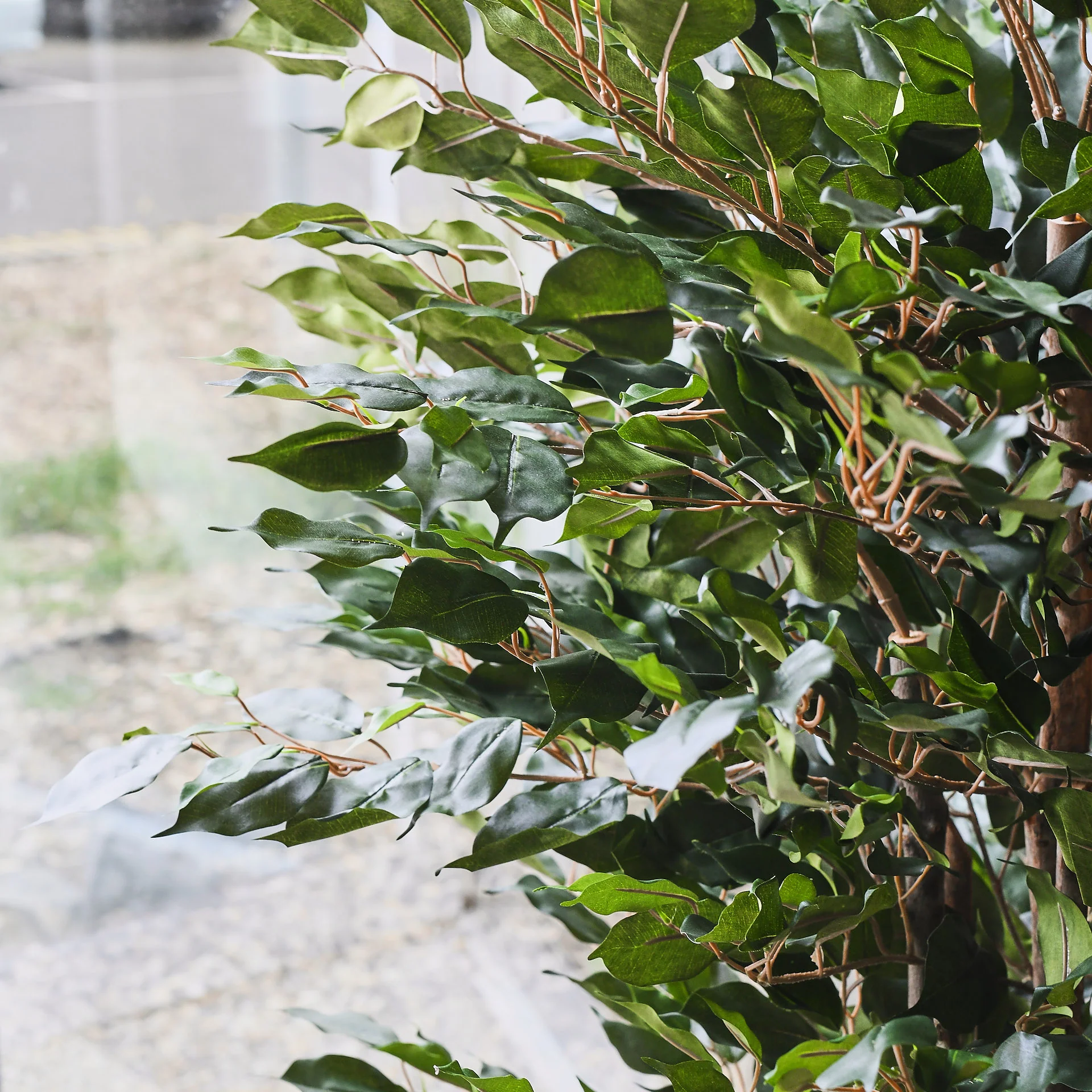 James Ficus Tree - Image 4