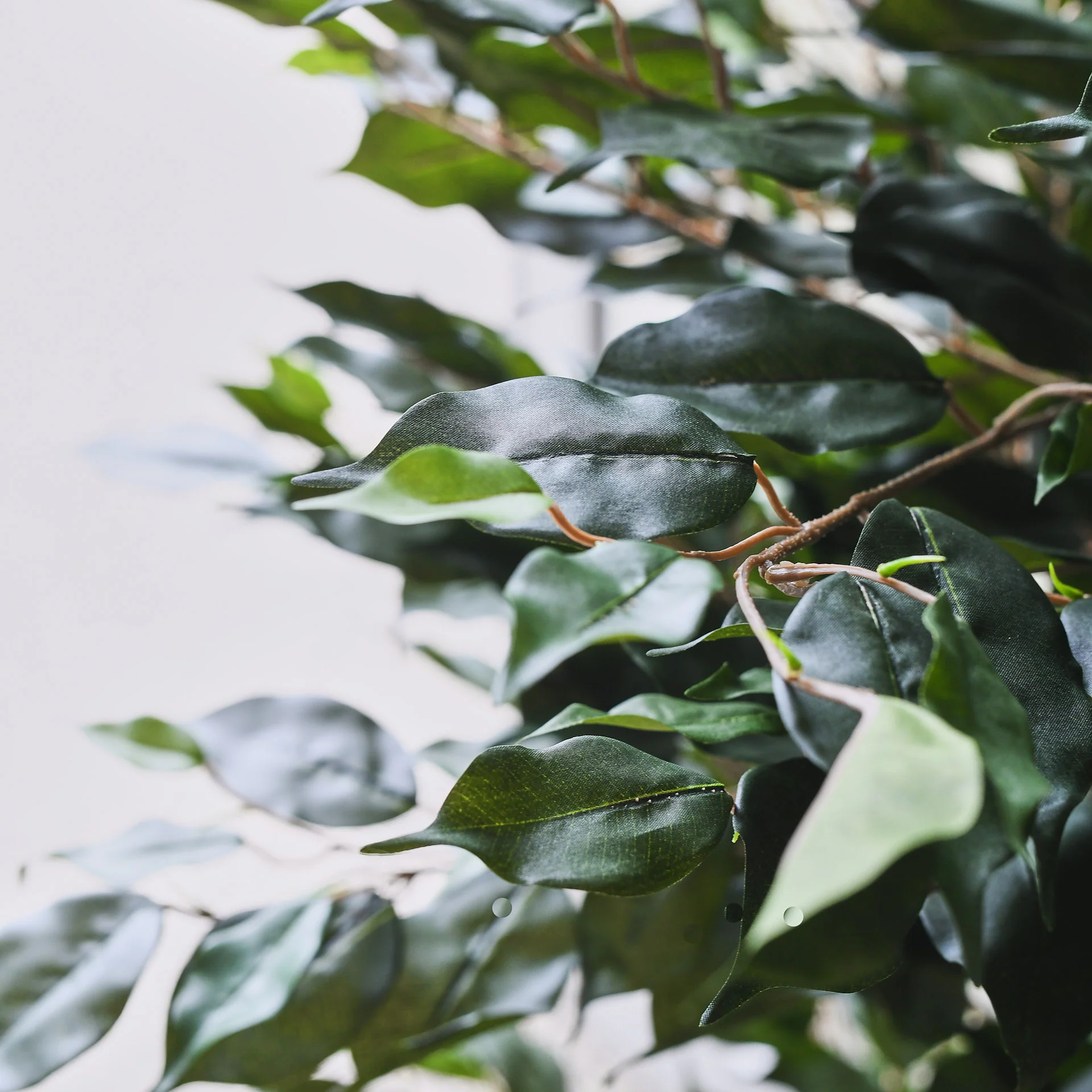 James Ficus Tree - Image 5