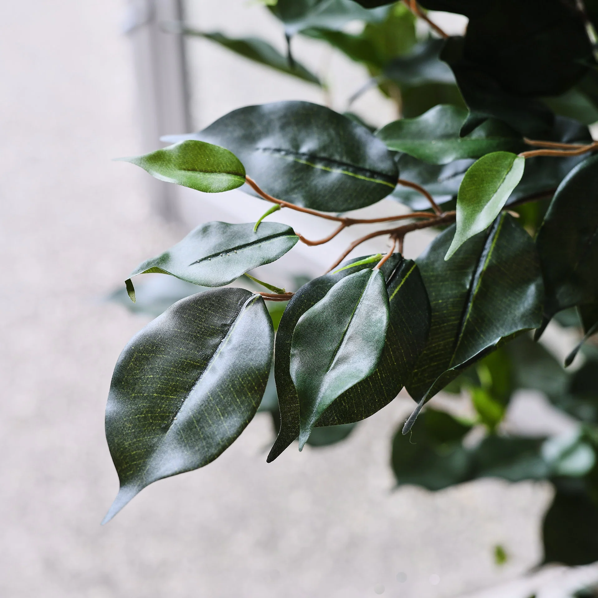 James Ficus Tree - Image 6
