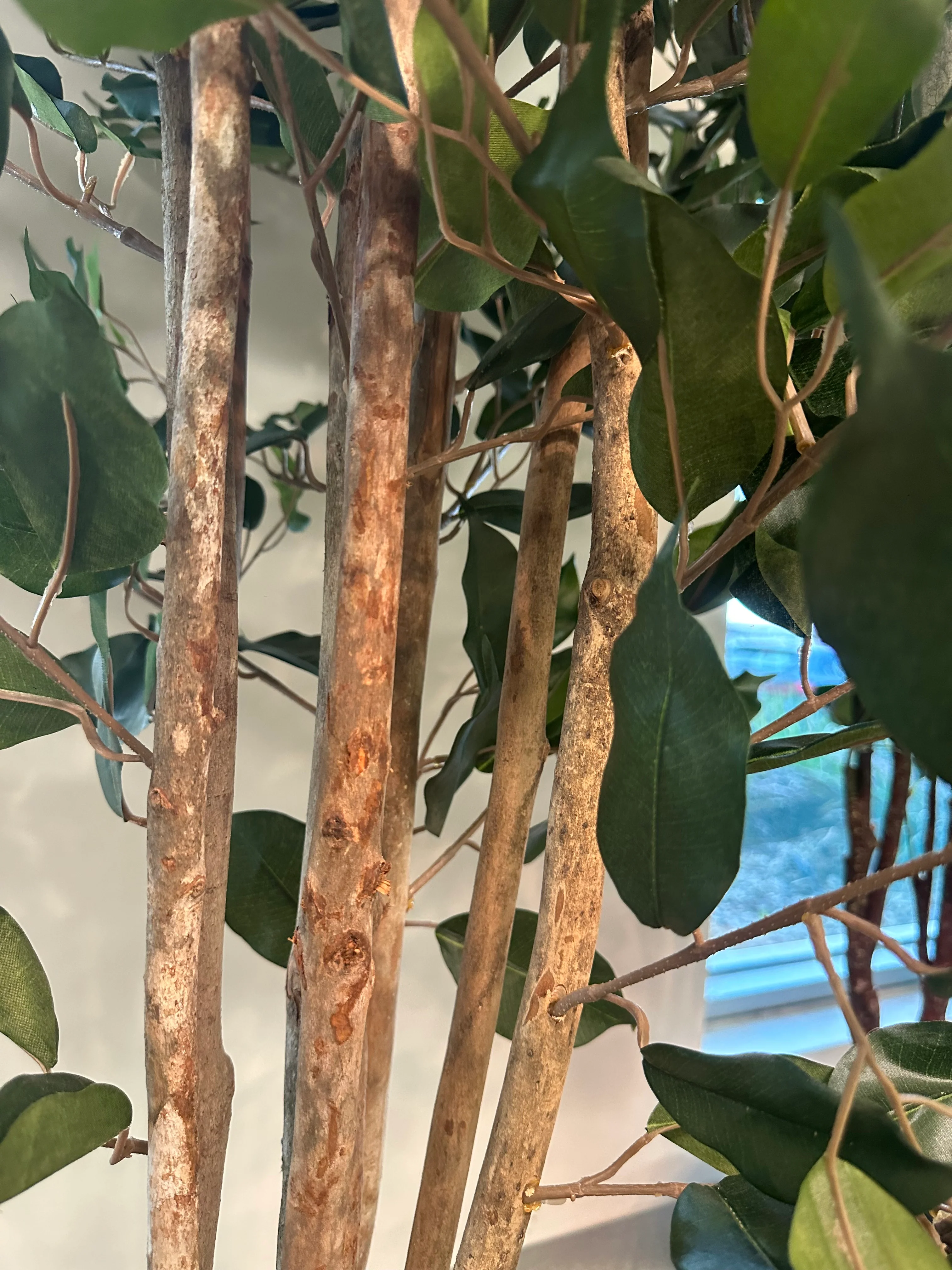 James Ficus Tree - Image 7