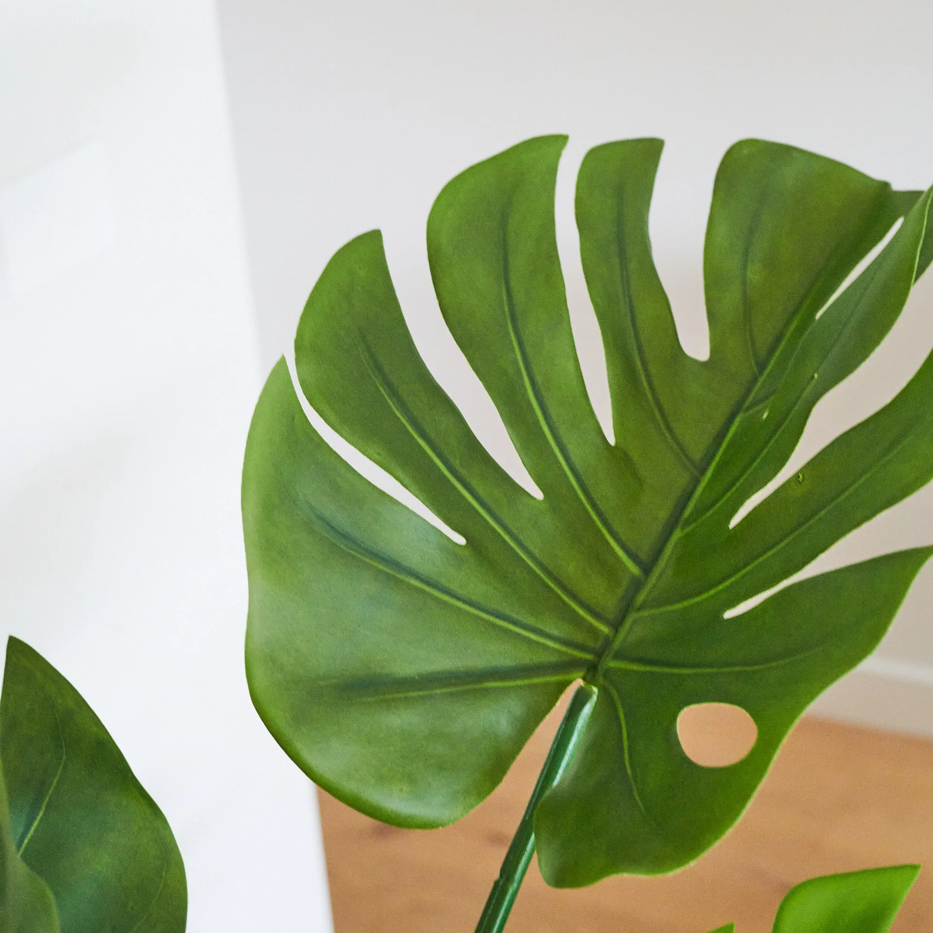 Jasper Premium Monstera Vine Tree - Image 4