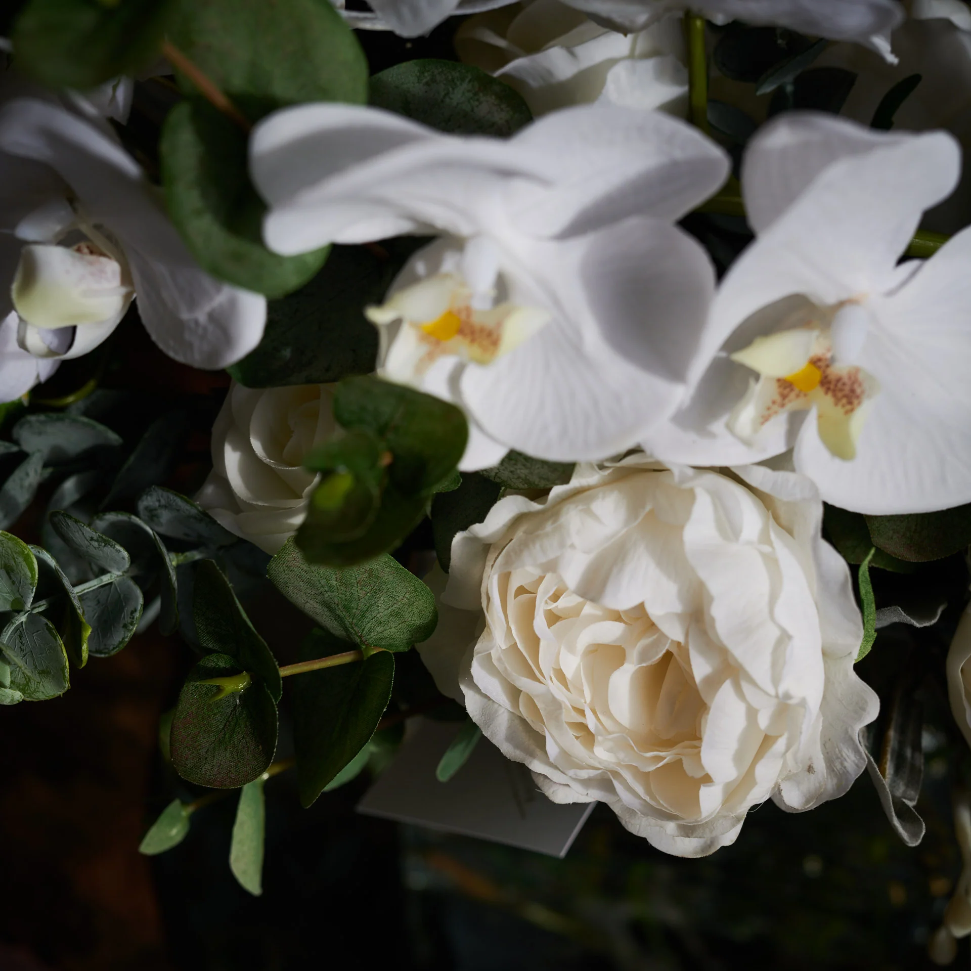 Josephine - Image 6